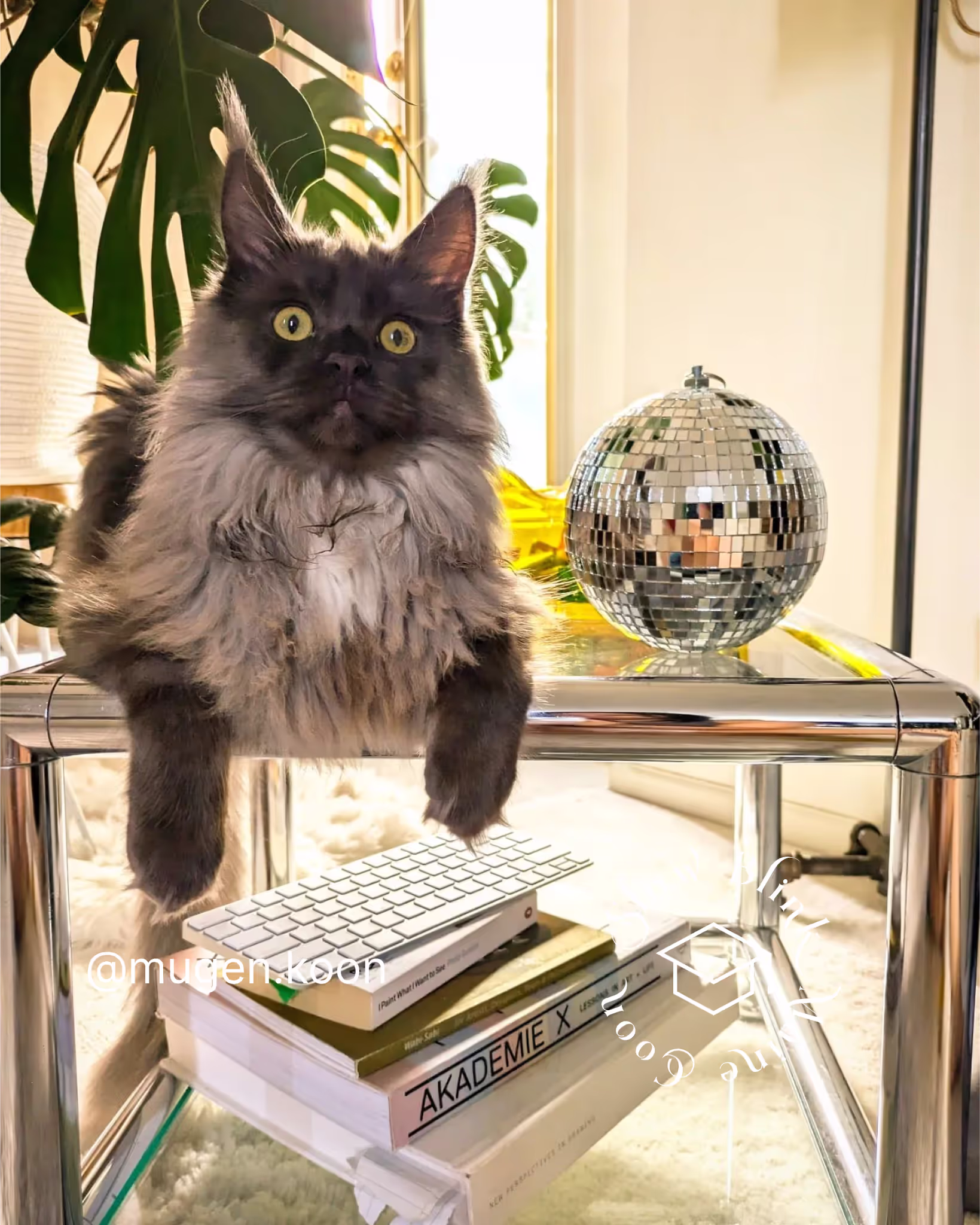 Customer Pictures of their Maine Coon Cats and Kittens who "Graduated" from SlowBlink MaineCoons > mugen.koon | blue smoke maine coon | male | ems code mco as | idx11