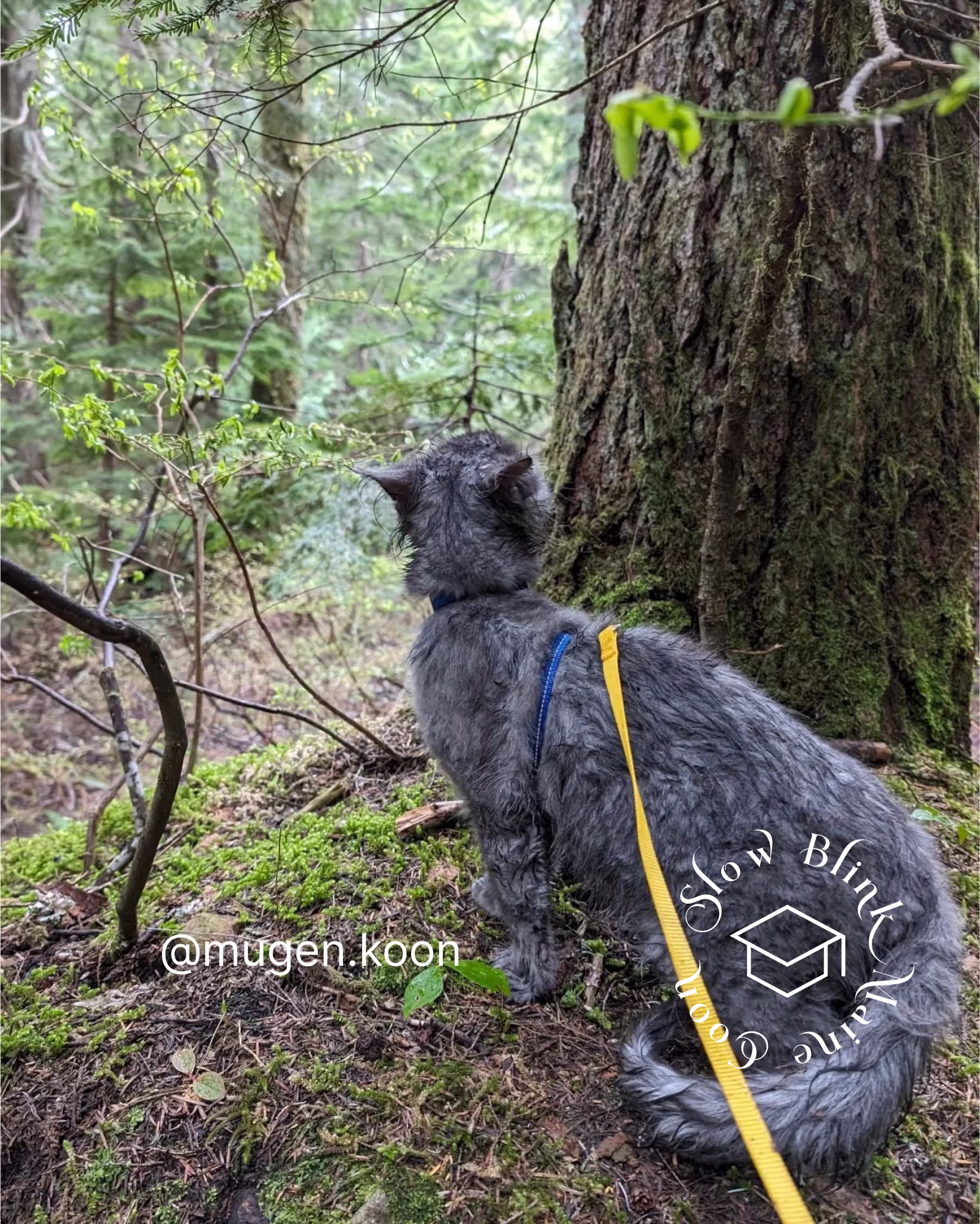 Customer Pictures of their Maine Coon Cats and Kittens who "Graduated" from SlowBlink MaineCoons > mugen.koon | blue smoke maine coon | male | ems code mco as | idx111