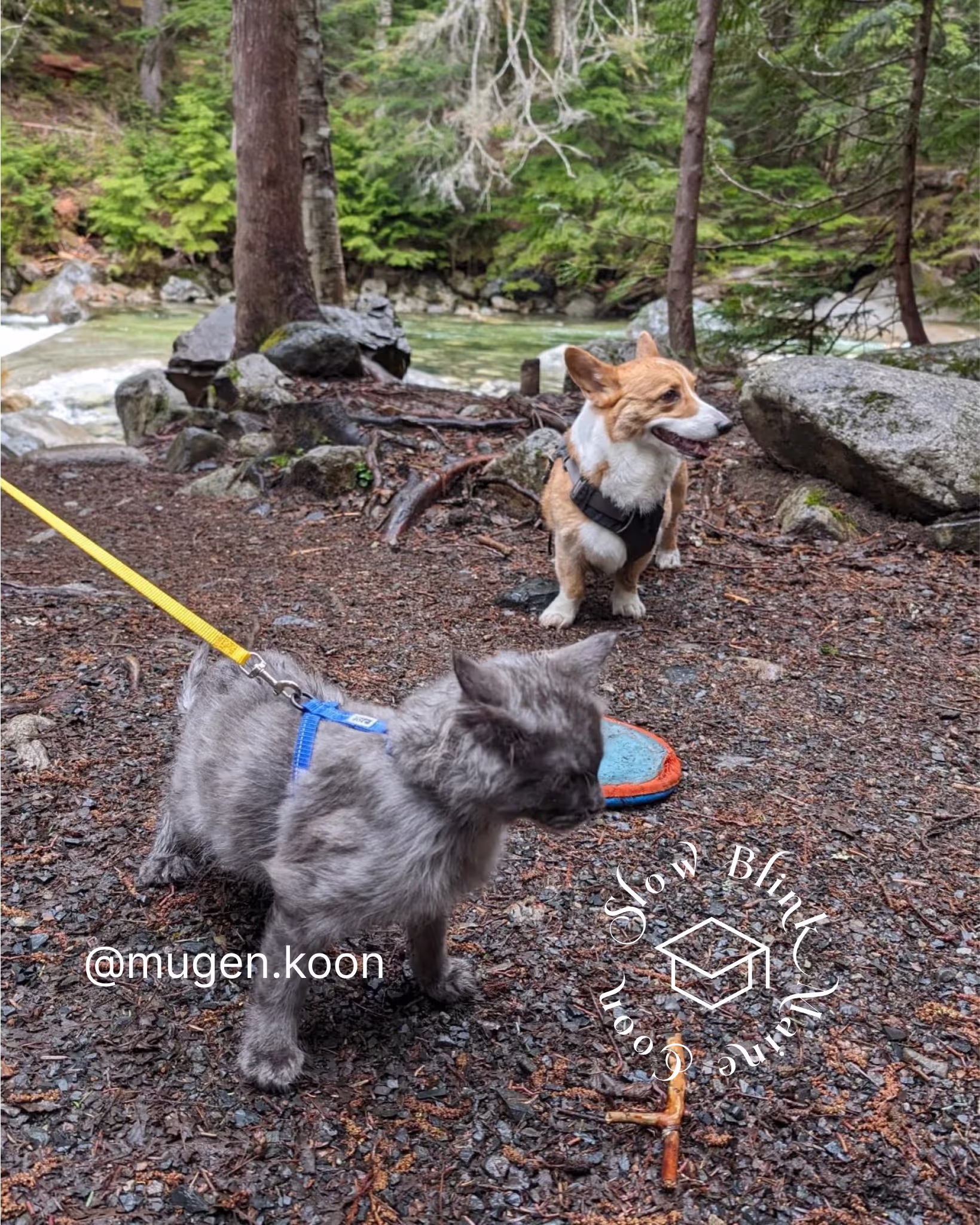 Customer Pictures of their Maine Coon Cats and Kittens who "Graduated" from SlowBlink MaineCoons > mugen.koon | blue smoke maine coon | male | ems code mco as | idx113