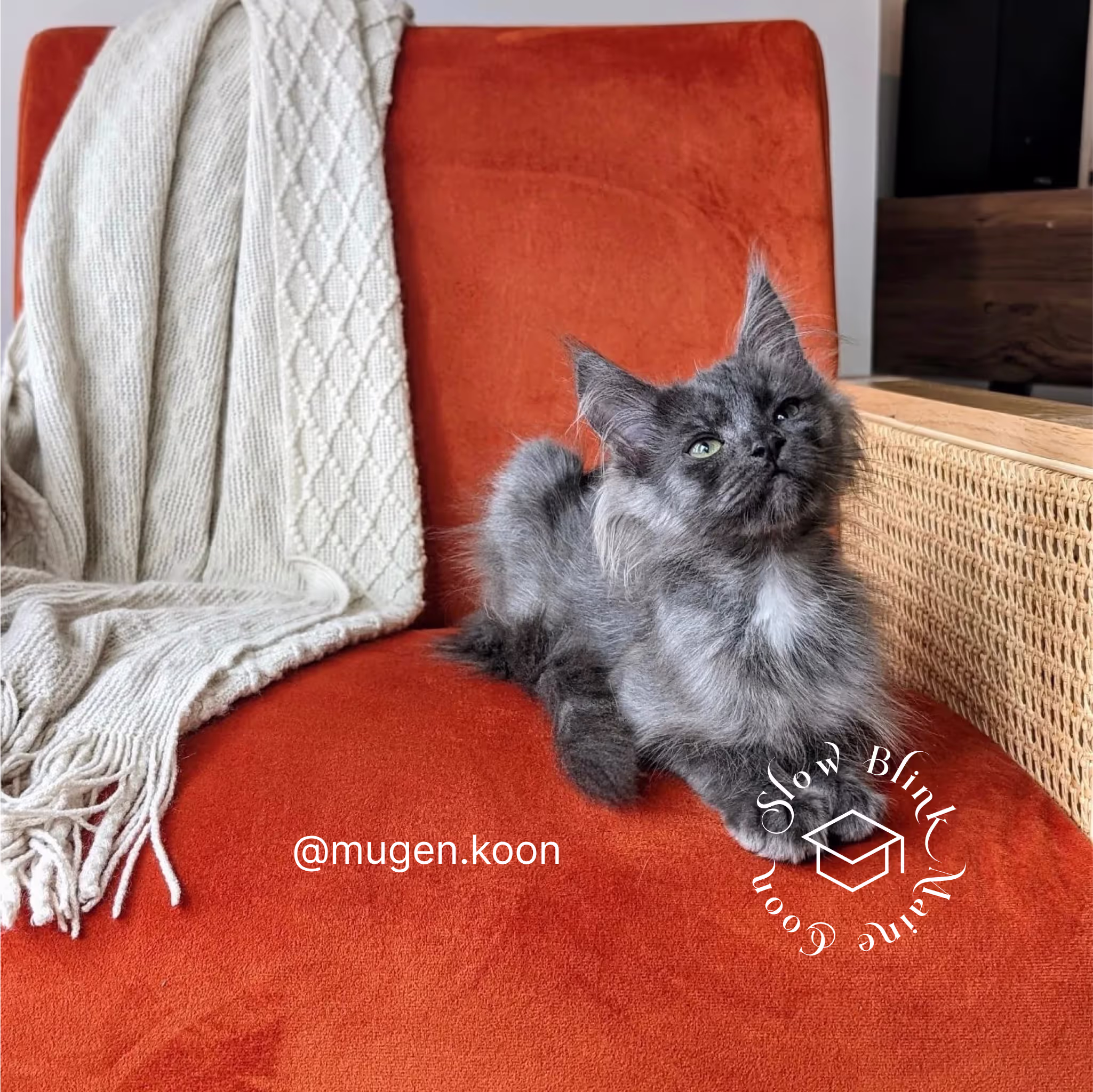 Customer Pictures of their Maine Coon Cats and Kittens who "Graduated" from SlowBlink MaineCoons > mugen.koon | blue smoke maine coon | male | ems code mco as | idx114