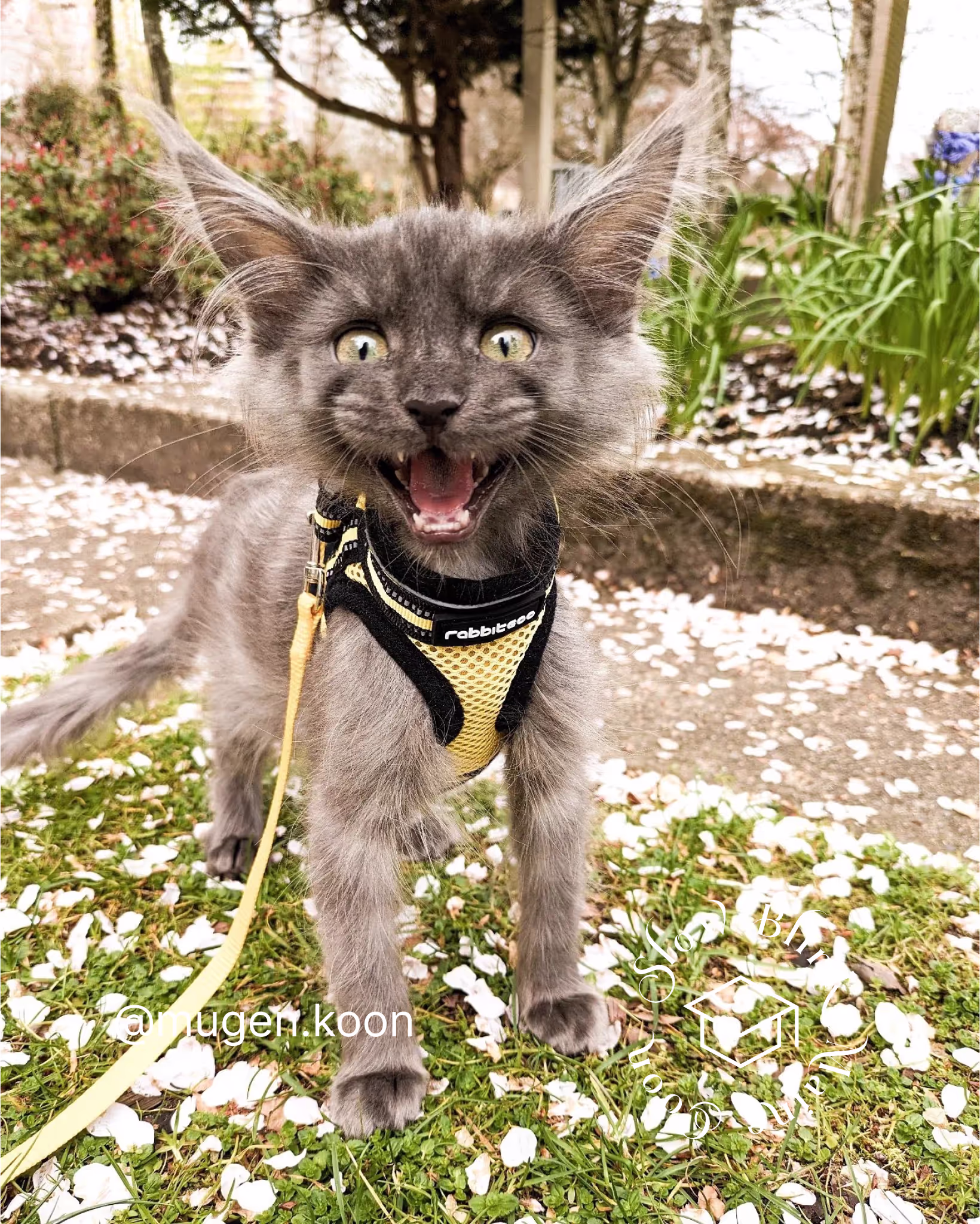 Customer Pictures of their Maine Coon Cats and Kittens who "Graduated" from SlowBlink MaineCoons > mugen.koon | blue smoke maine coon | male | ems code mco as | idx115