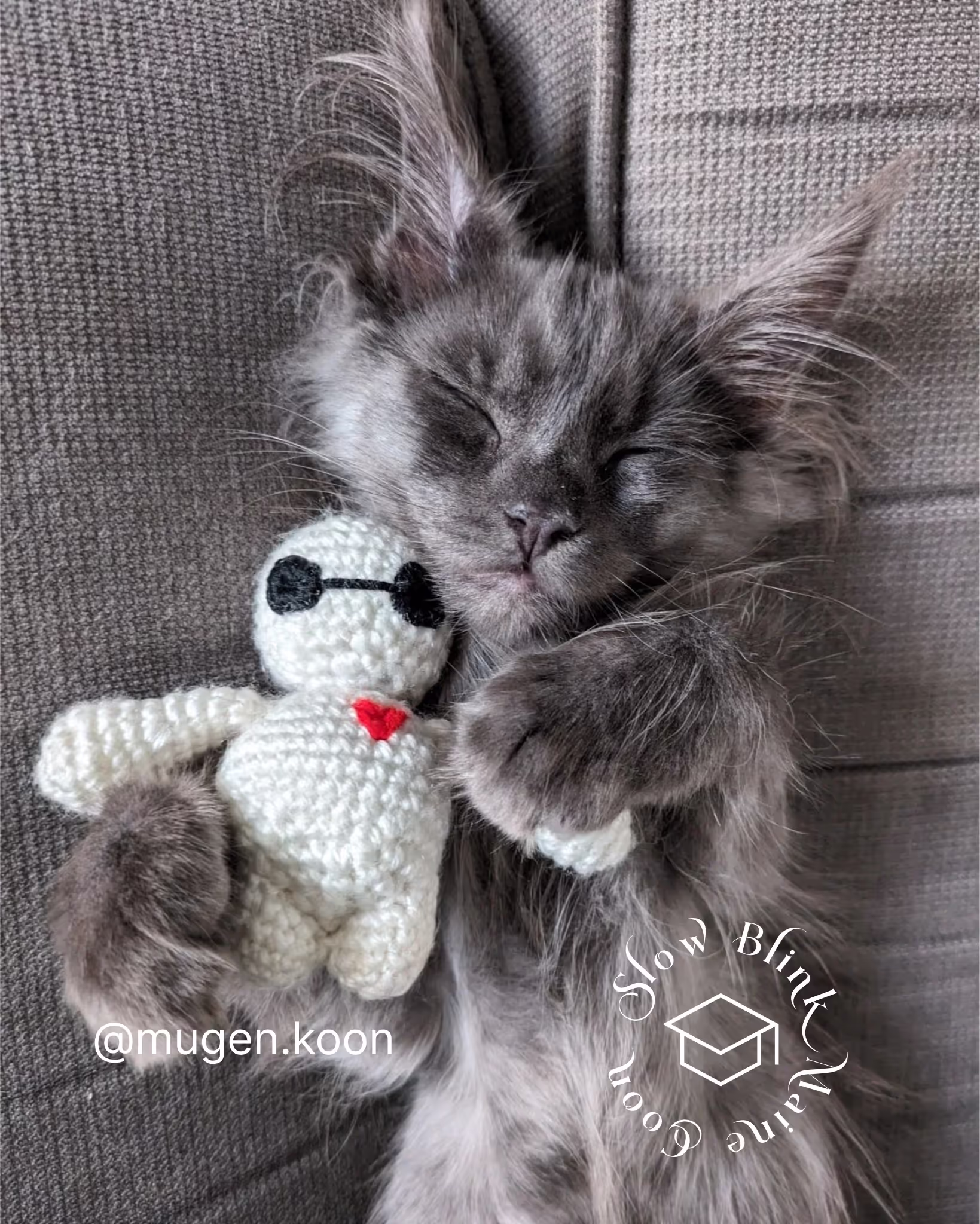 Customer Pictures of their Maine Coon Cats and Kittens who "Graduated" from SlowBlink MaineCoons > mugen.koon | blue smoke maine coon | male | ems code mco as | idx116