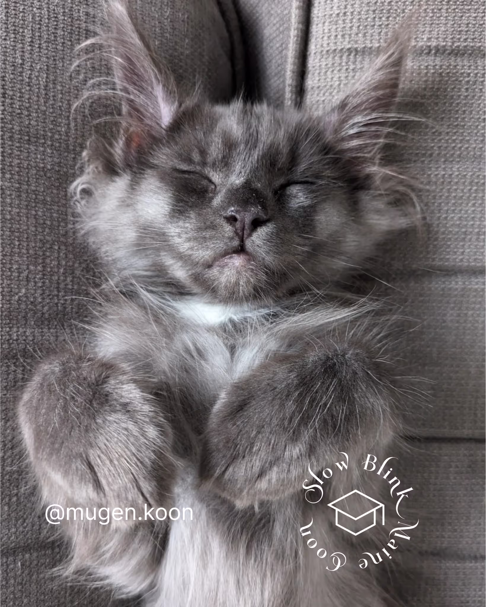 Customer Pictures of their Maine Coon Cats and Kittens who "Graduated" from SlowBlink MaineCoons > mugen.koon | blue smoke maine coon | male | ems code mco as | idx117