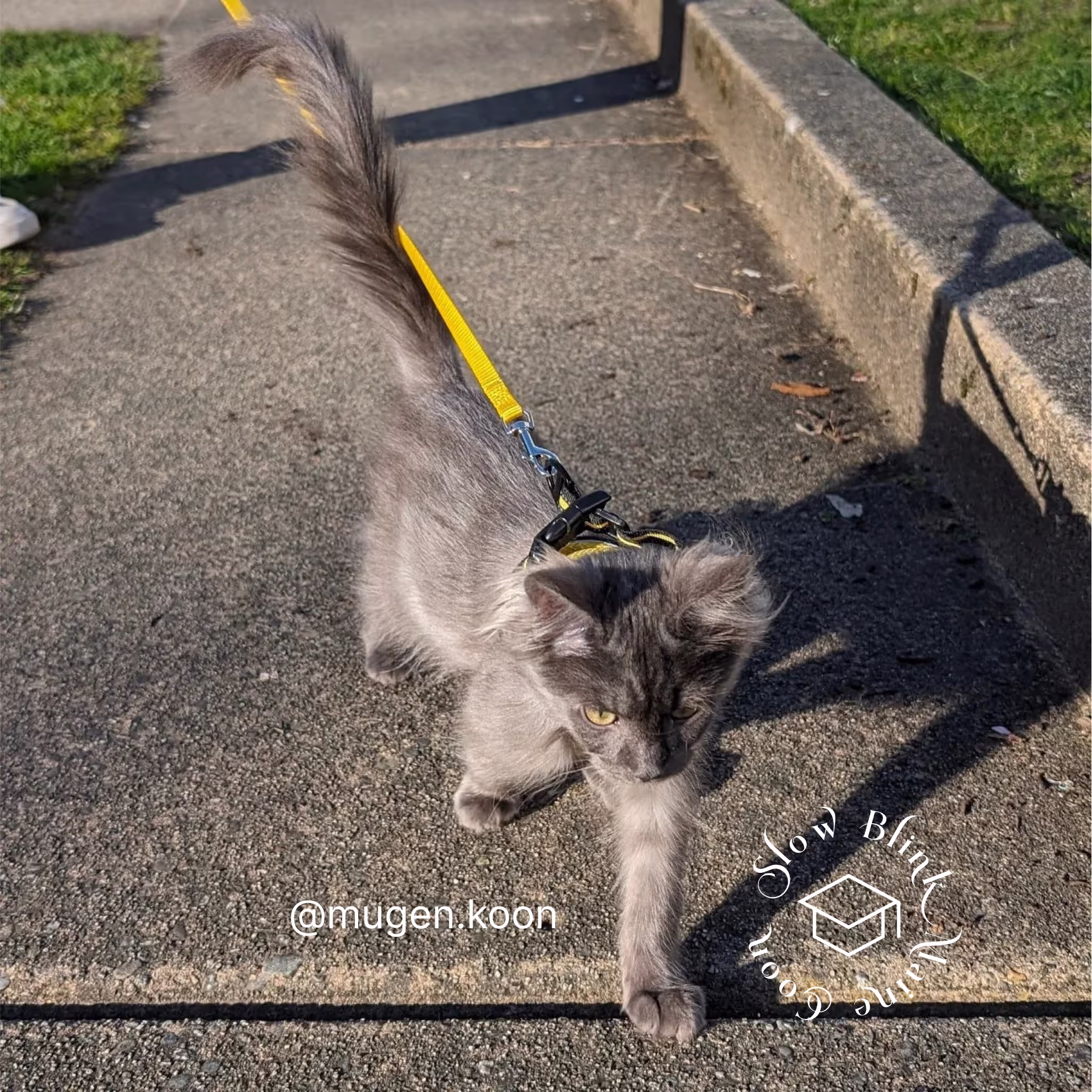 Customer Pictures of their Maine Coon Cats and Kittens who "Graduated" from SlowBlink MaineCoons > mugen.koon | blue smoke maine coon | male | ems code mco as | idx118