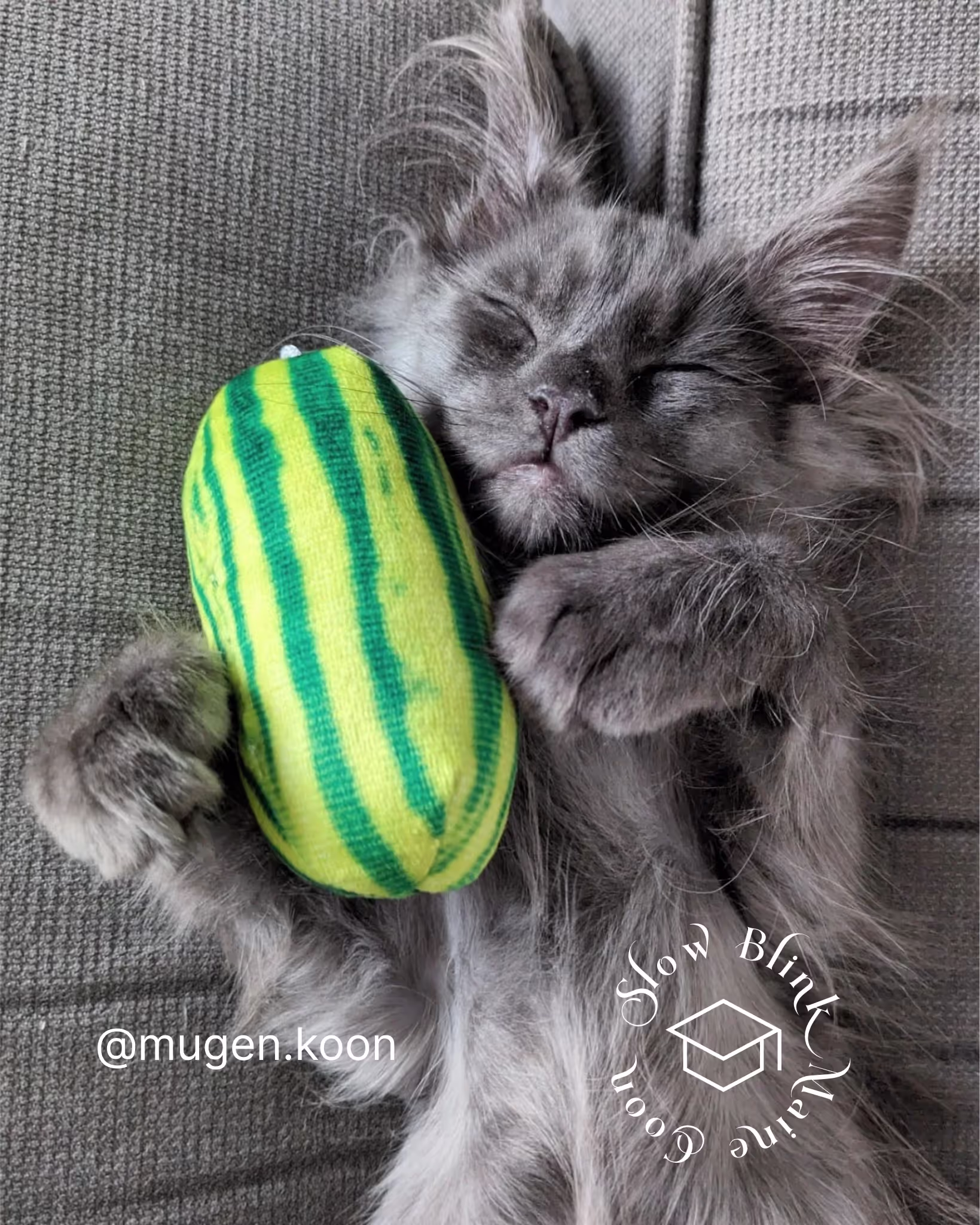 Customer Pictures of their Maine Coon Cats and Kittens who "Graduated" from SlowBlink MaineCoons > mugen.koon | blue smoke maine coon | male | ems code mco as | idx119