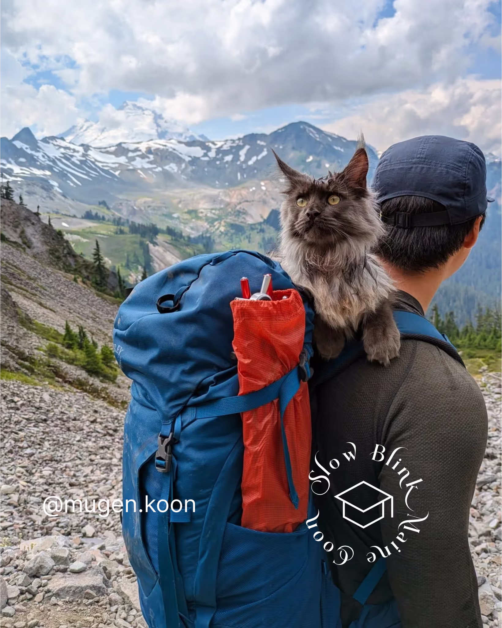 Customer Pictures of their Maine Coon Cats and Kittens who "Graduated" from SlowBlink MaineCoons > mugen.koon | blue smoke maine coon | male | ems code mco as | idx12