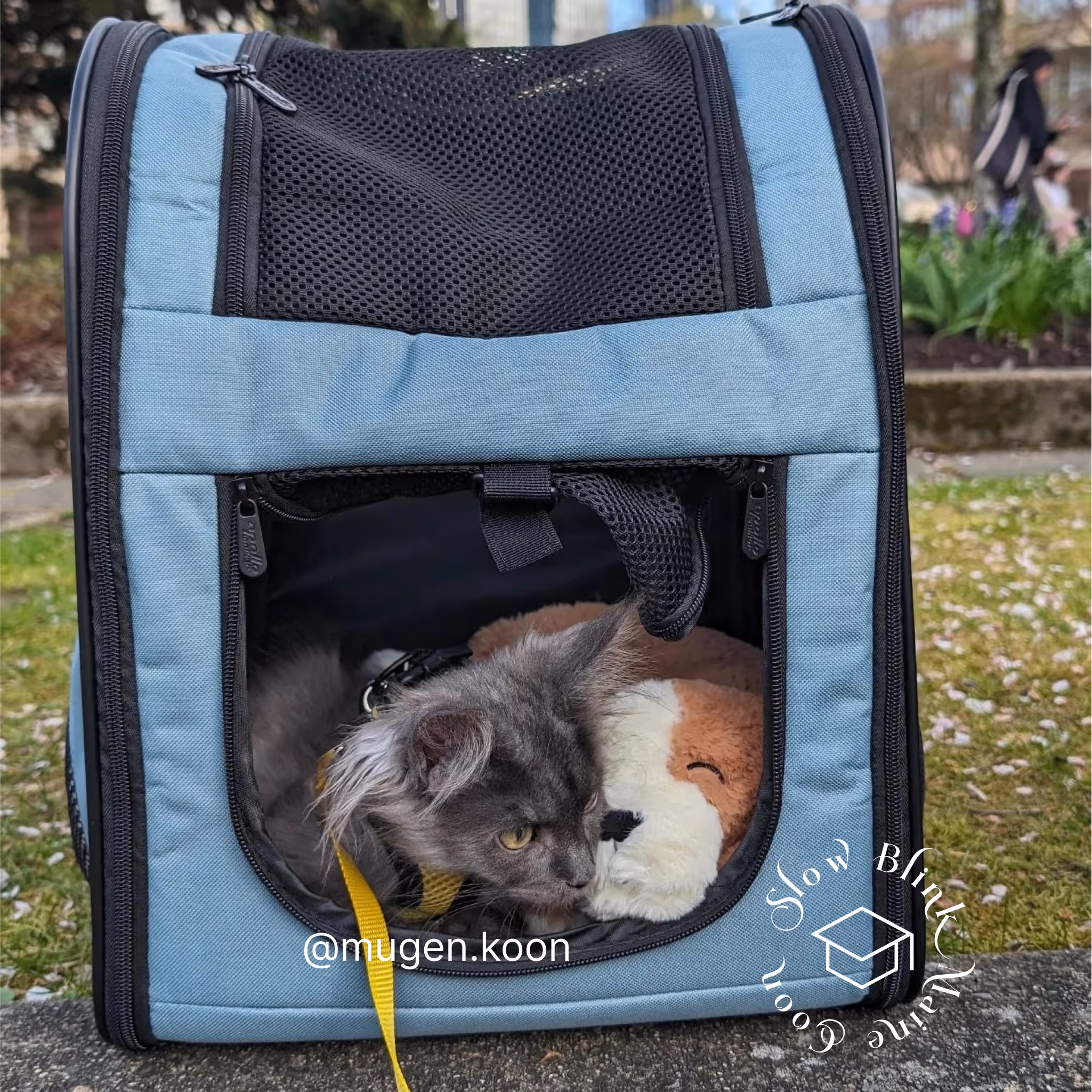 Customer Pictures of their Maine Coon Cats and Kittens who "Graduated" from SlowBlink MaineCoons > mugen.koon | blue smoke maine coon | male | ems code mco as | idx121