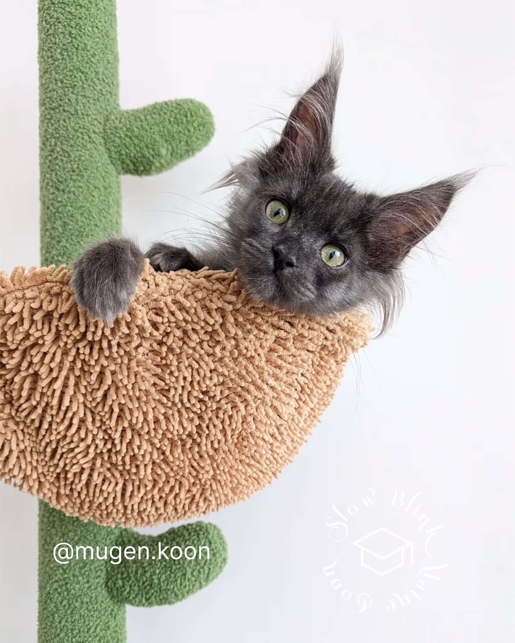Customer Pictures of their Maine Coon Cats and Kittens who "Graduated" from SlowBlink MaineCoons > mugen.koon | blue smoke maine coon | male | ems code mco as | idx122