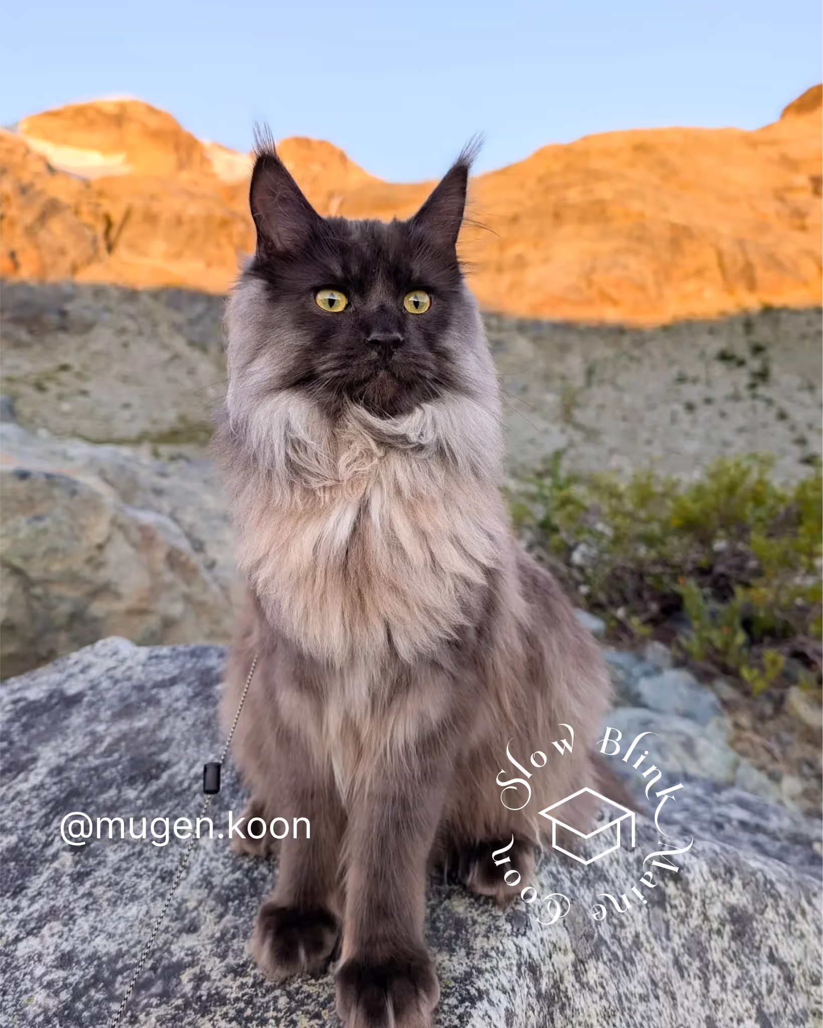 Customer Pictures of their Maine Coon Cats and Kittens who "Graduated" from SlowBlink MaineCoons > mugen.koon | blue smoke maine coon | male | ems code mco as | idx13