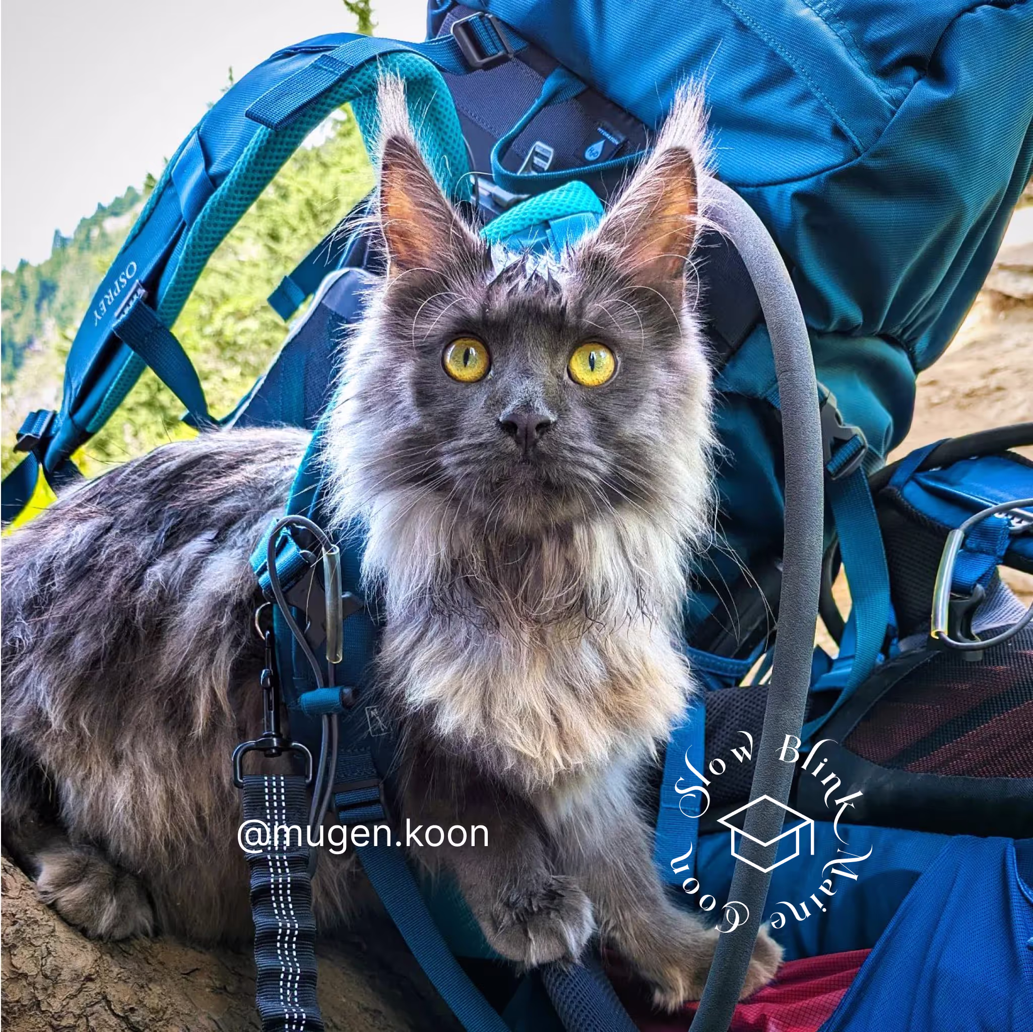 Customer Pictures of their Maine Coon Cats and Kittens who "Graduated" from SlowBlink MaineCoons > mugen.koon | blue smoke maine coon | male | ems code mco as | idx14