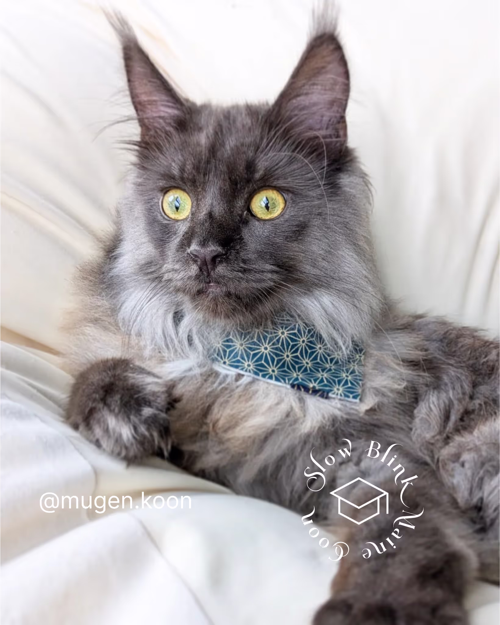 Customer Pictures of their Maine Coon Cats and Kittens who "Graduated" from SlowBlink MaineCoons > mugen.koon | blue smoke maine coon | male | ems code mco as | idx15