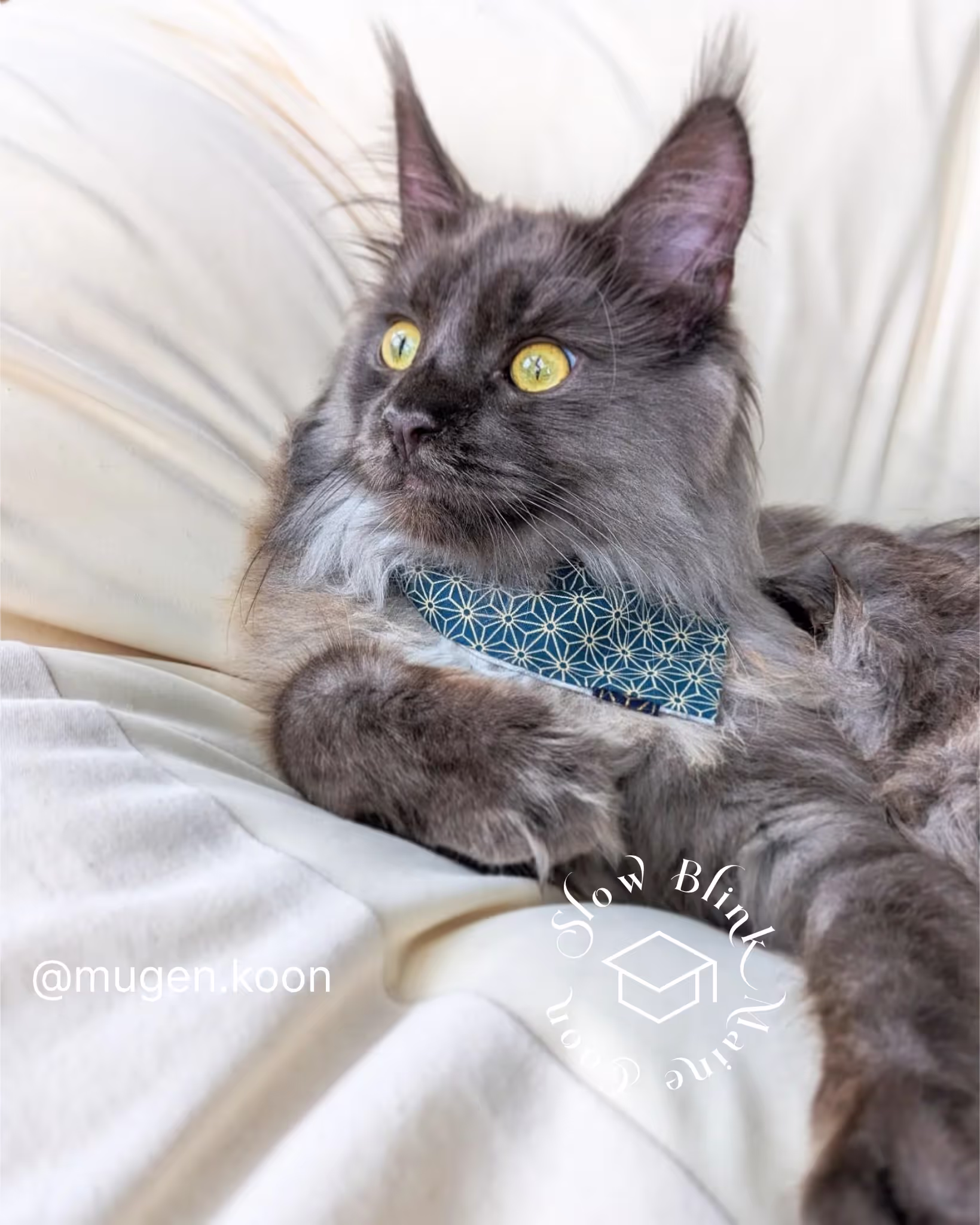 Customer Pictures of their Maine Coon Cats and Kittens who "Graduated" from SlowBlink MaineCoons > mugen.koon | blue smoke maine coon | male | ems code mco as | idx16