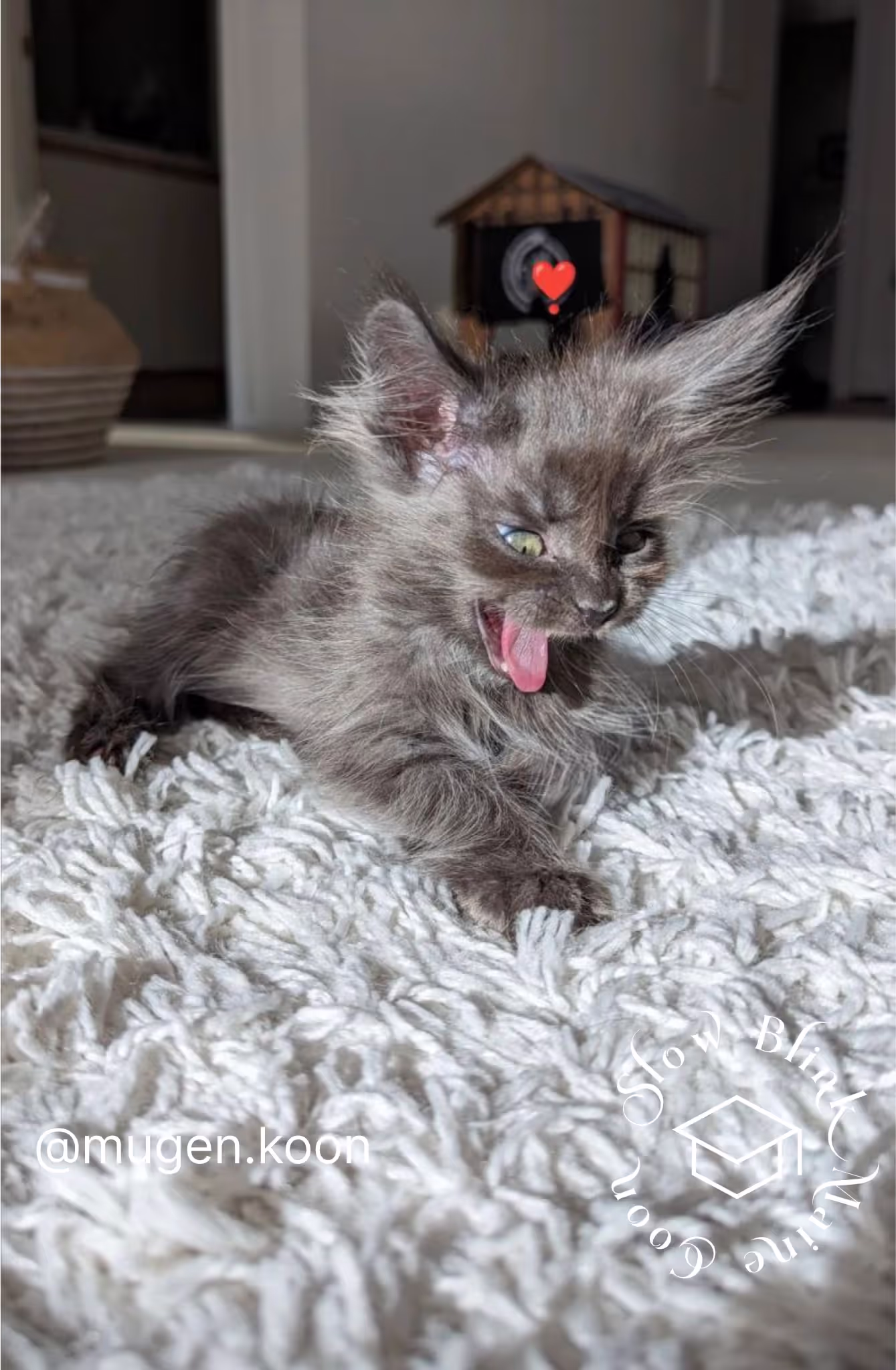 Customer Pictures of their Maine Coon Cats and Kittens who "Graduated" from SlowBlink MaineCoons > mugen.koon | blue smoke maine coon | male | ems code mco as | idx17