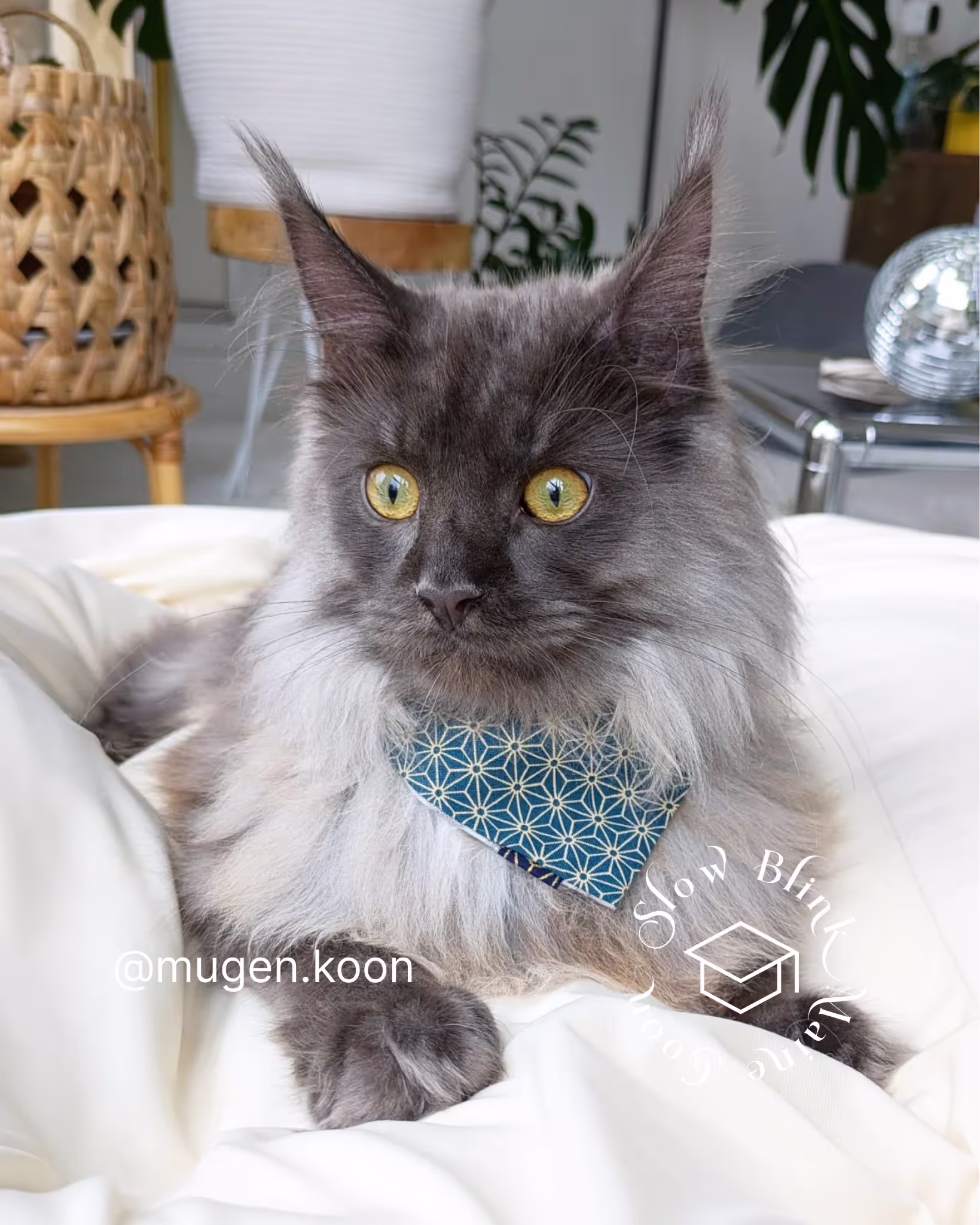 Customer Pictures of their Maine Coon Cats and Kittens who "Graduated" from SlowBlink MaineCoons > mugen.koon | blue smoke maine coon | male | ems code mco as | idx18