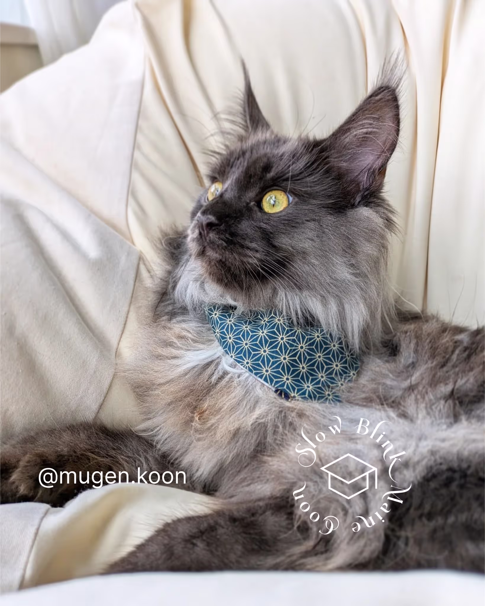 Customer Pictures of their Maine Coon Cats and Kittens who "Graduated" from SlowBlink MaineCoons > mugen.koon | blue smoke maine coon | male | ems code mco as | idx19
