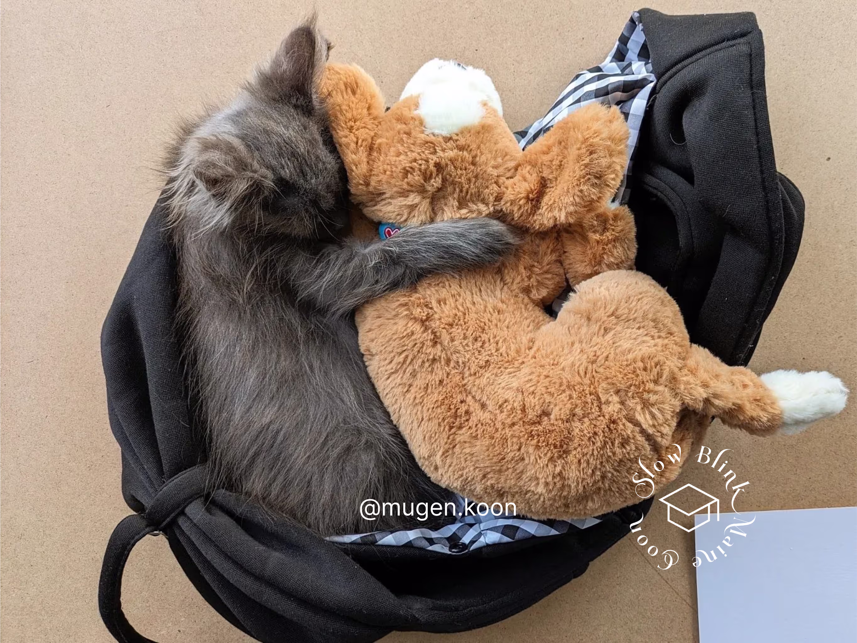 Customer Pictures of their Maine Coon Cats and Kittens who "Graduated" from SlowBlink MaineCoons > mugen.koon | blue smoke maine coon | male | ems code mco as | idx20
