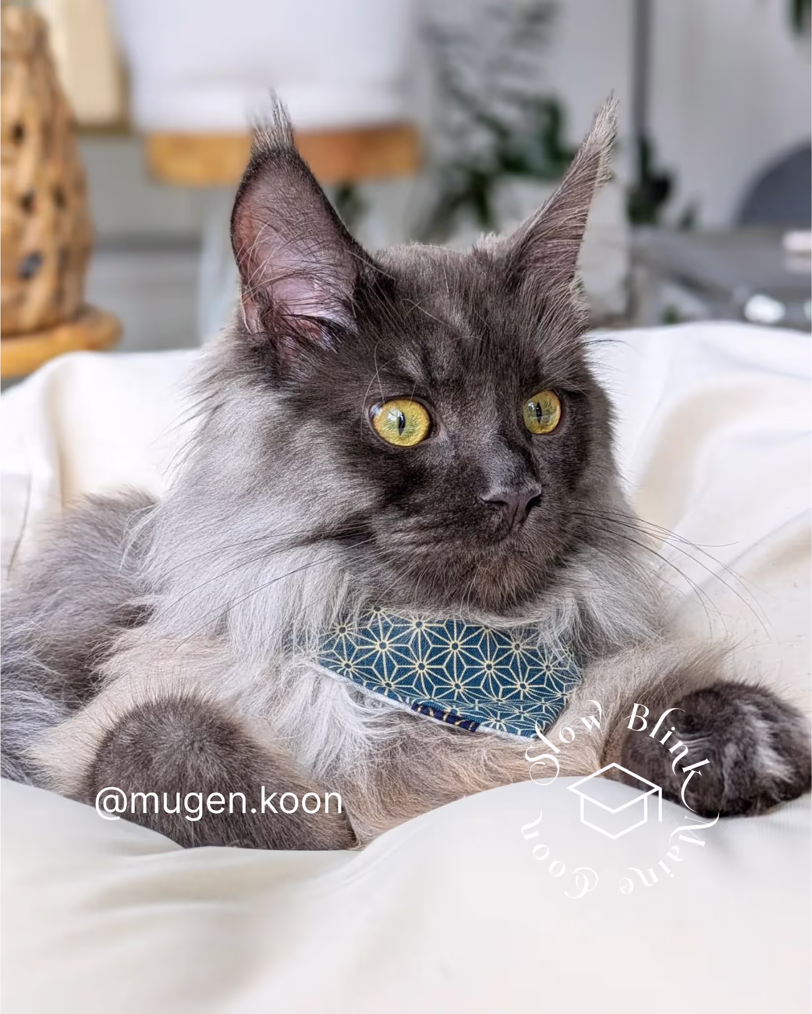 Customer Pictures of their Maine Coon Cats and Kittens who "Graduated" from SlowBlink MaineCoons > mugen.koon | blue smoke maine coon | male | ems code mco as | idx21