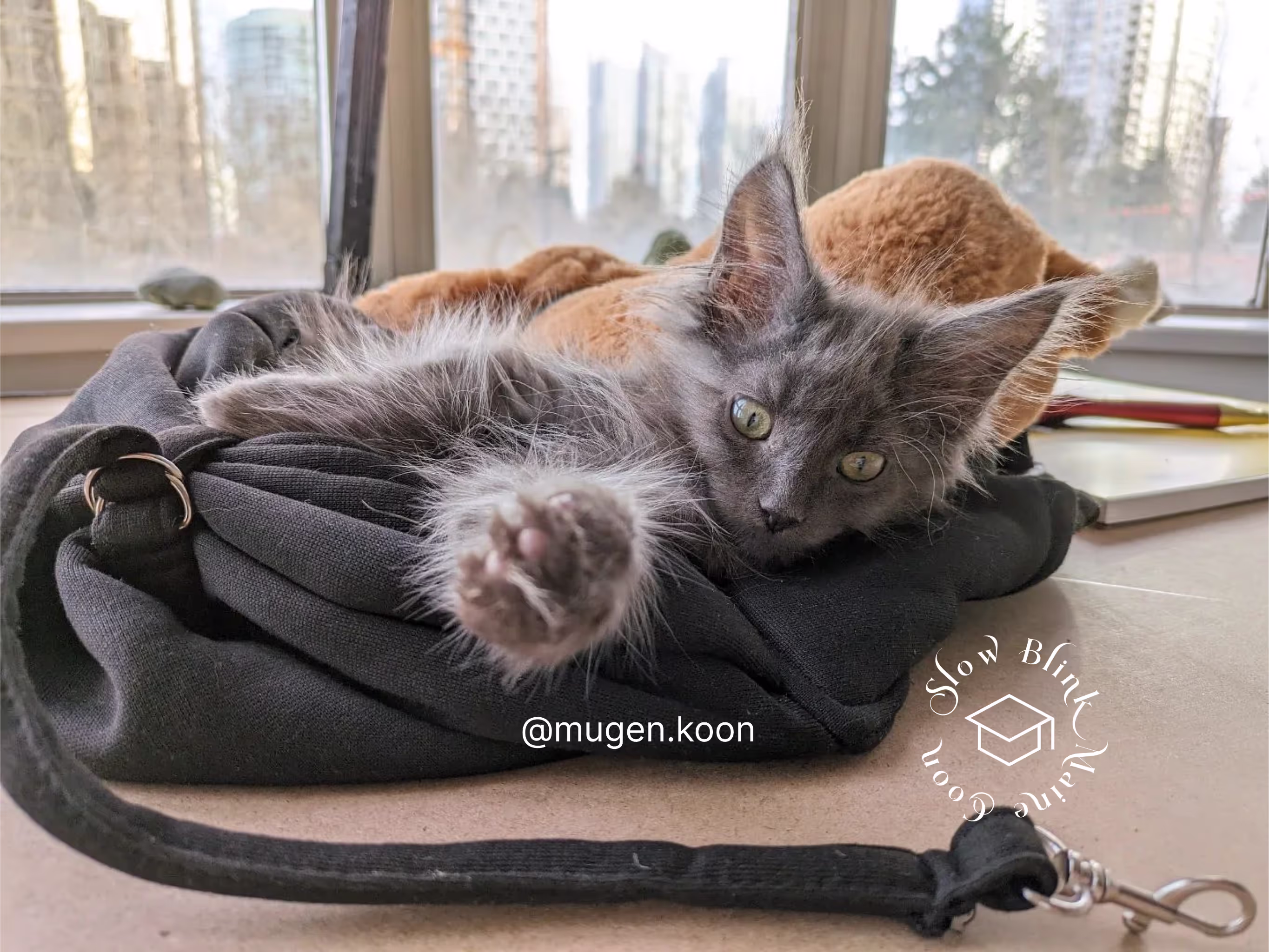 Customer Pictures of their Maine Coon Cats and Kittens who "Graduated" from SlowBlink MaineCoons > mugen.koon | blue smoke maine coon | male | ems code mco as | idx22