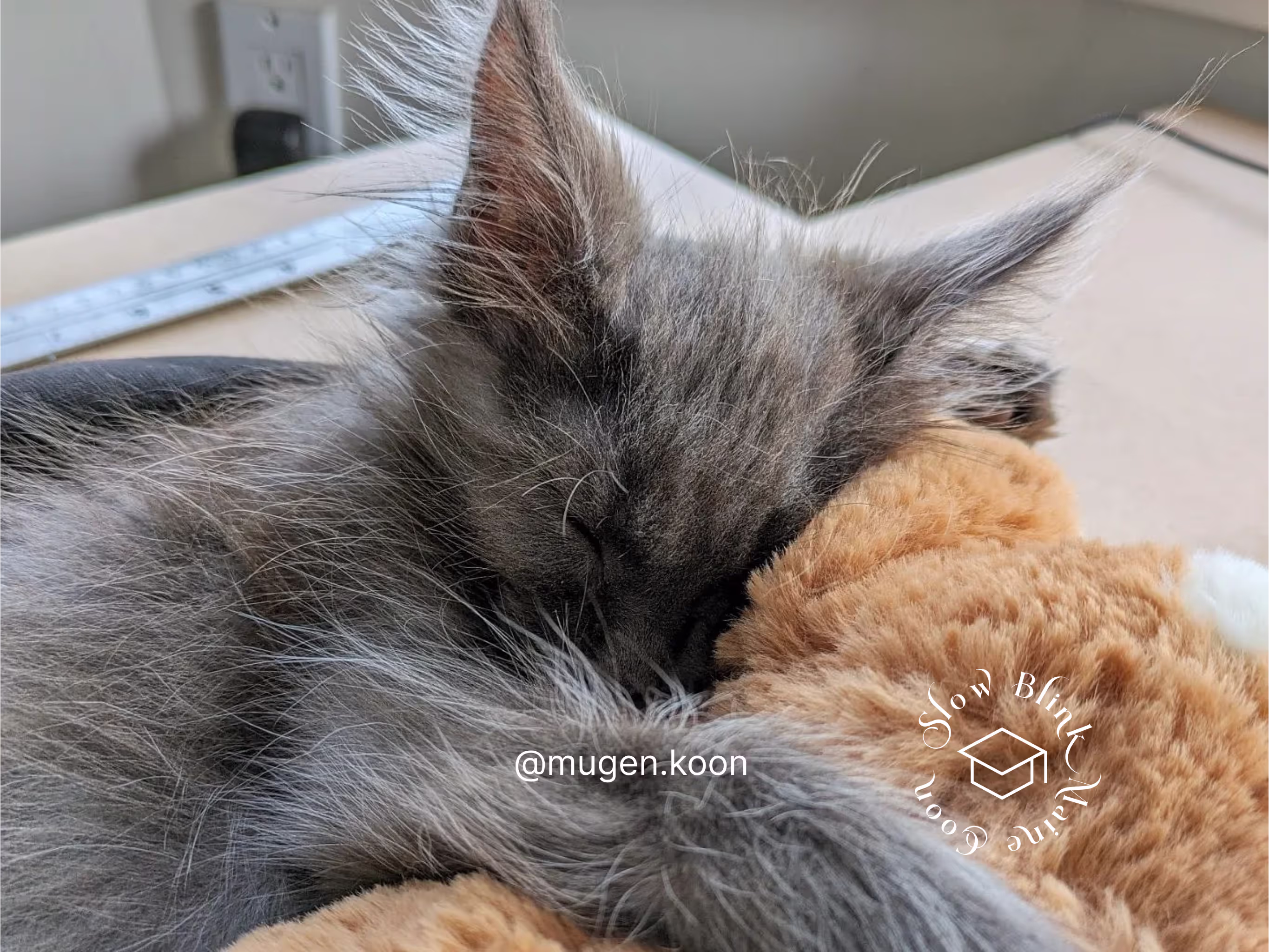 Customer Pictures of their Maine Coon Cats and Kittens who "Graduated" from SlowBlink MaineCoons > mugen.koon | blue smoke maine coon | male | ems code mco as | idx24