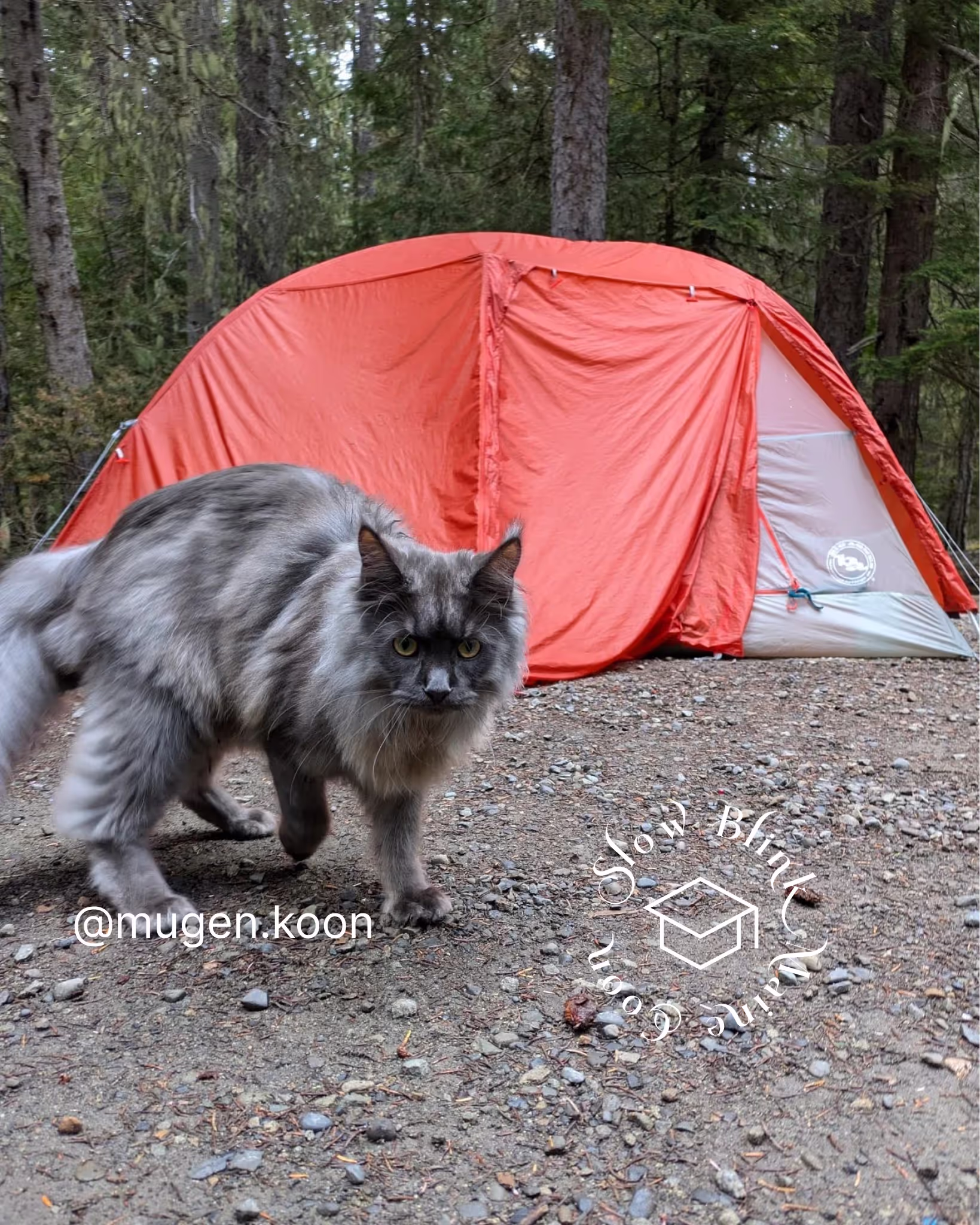 Customer Pictures of their Maine Coon Cats and Kittens who "Graduated" from SlowBlink MaineCoons > mugen.koon | blue smoke maine coon | male | ems code mco as | idx25