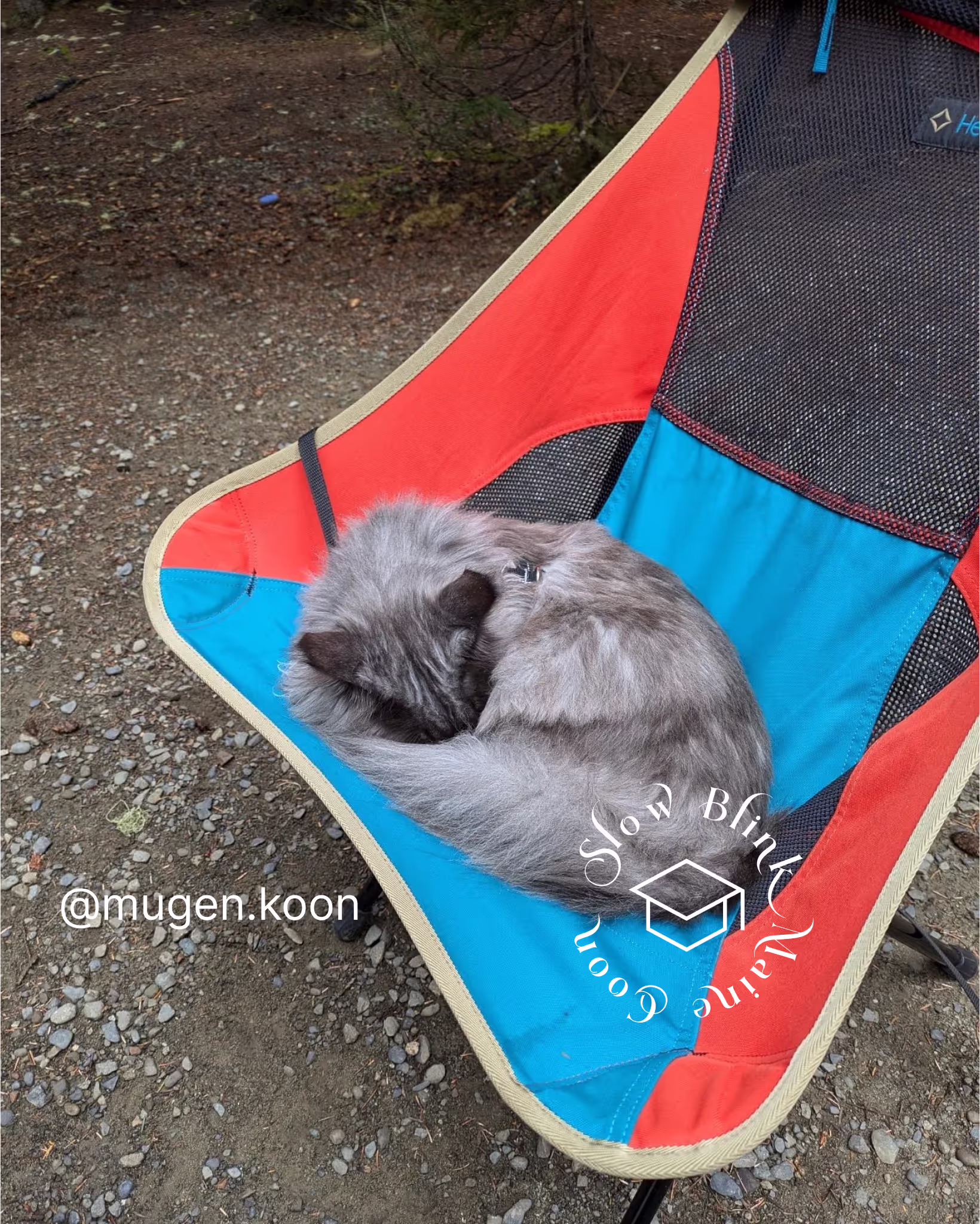 Customer Pictures of their Maine Coon Cats and Kittens who "Graduated" from SlowBlink MaineCoons > mugen.koon | blue smoke maine coon | male | ems code mco as | idx27