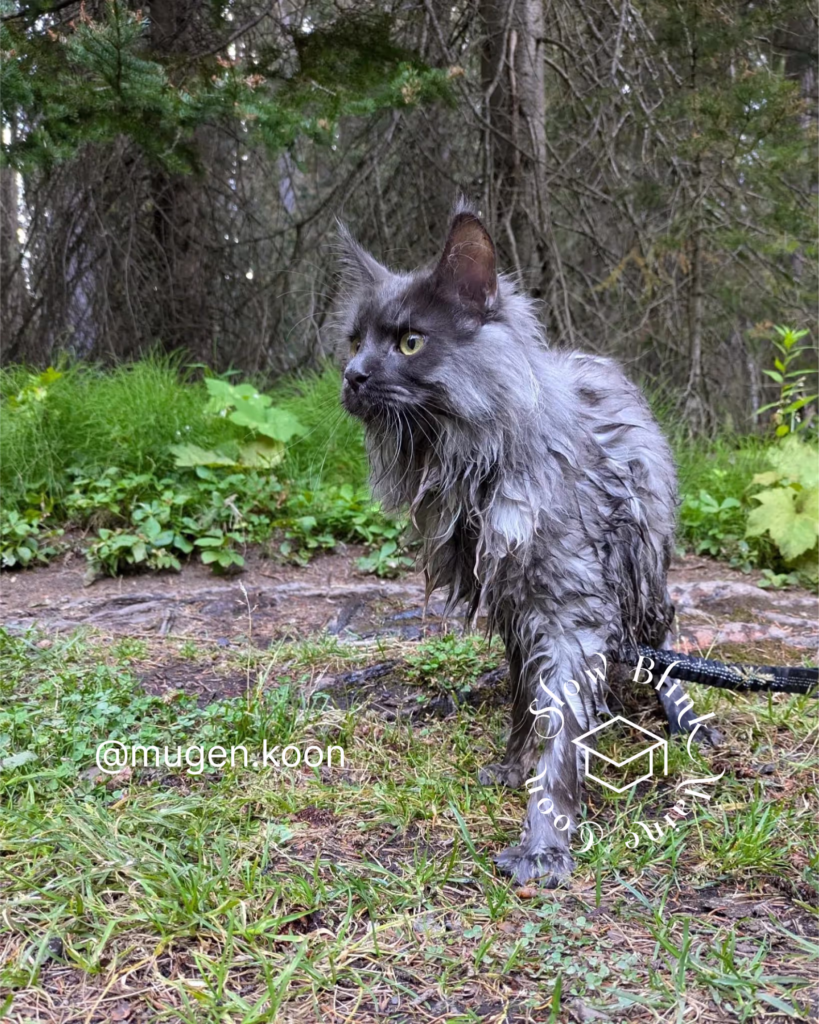 Customer Pictures of their Maine Coon Cats and Kittens who "Graduated" from SlowBlink MaineCoons > mugen.koon | blue smoke maine coon | male | ems code mco as | idx28