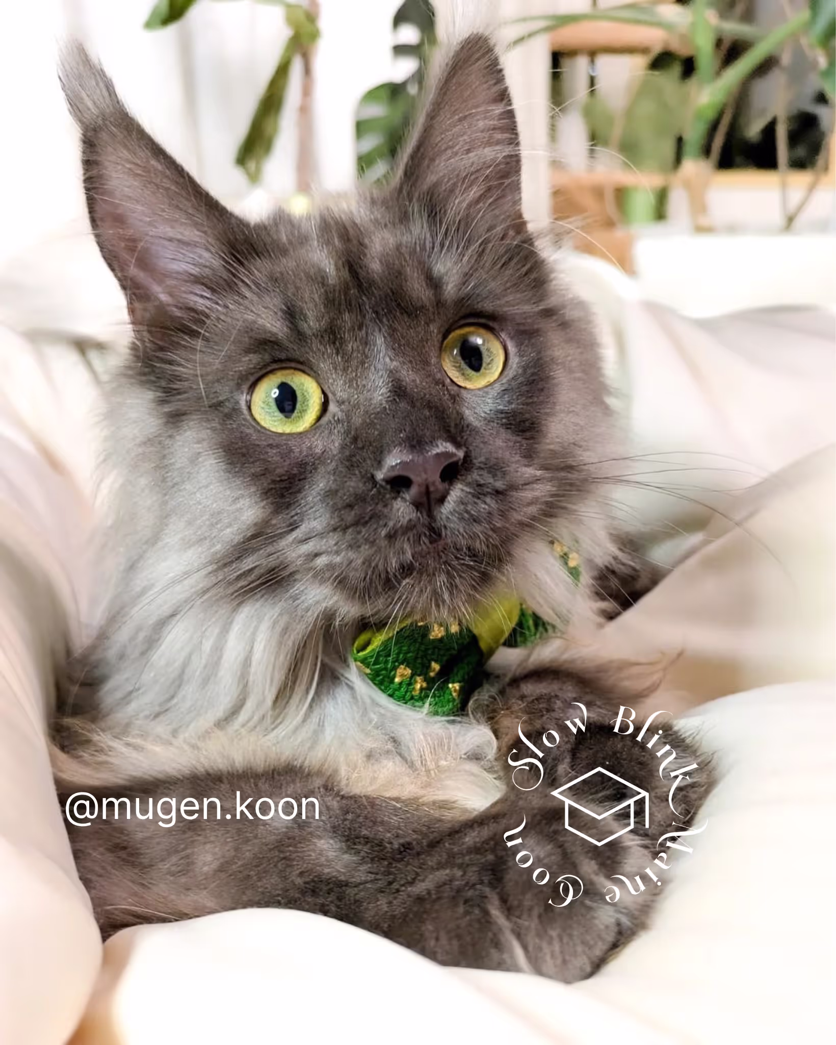 Customer Pictures of their Maine Coon Cats and Kittens who "Graduated" from SlowBlink MaineCoons > mugen.koon | blue smoke maine coon | male | ems code mco as | idx30