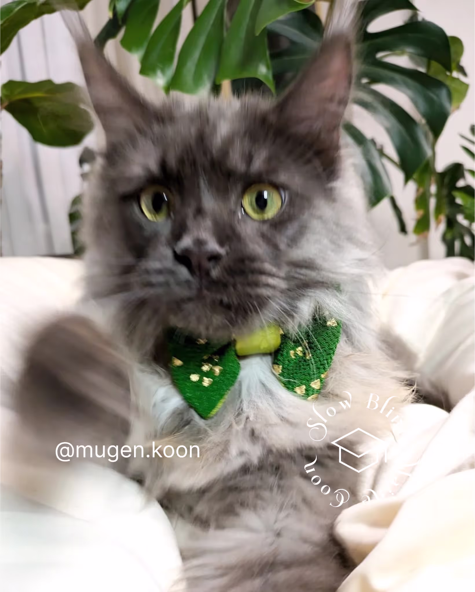 Customer Pictures of their Maine Coon Cats and Kittens who "Graduated" from SlowBlink MaineCoons > mugen.koon | blue smoke maine coon | male | ems code mco as | idx31