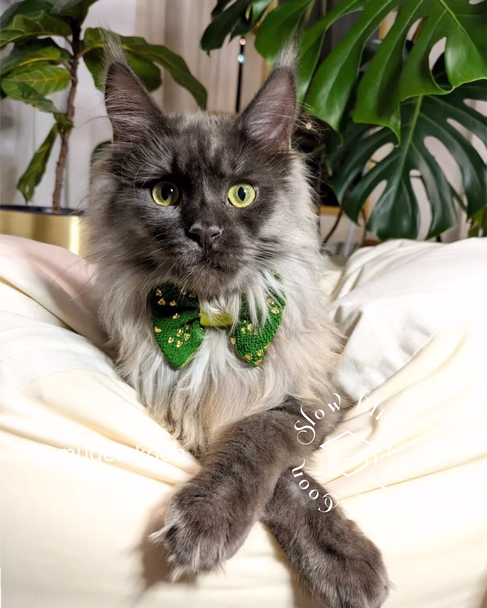 Customer Pictures of their Maine Coon Cats and Kittens who "Graduated" from SlowBlink MaineCoons > mugen.koon | blue smoke maine coon | male | ems code mco as | idx32