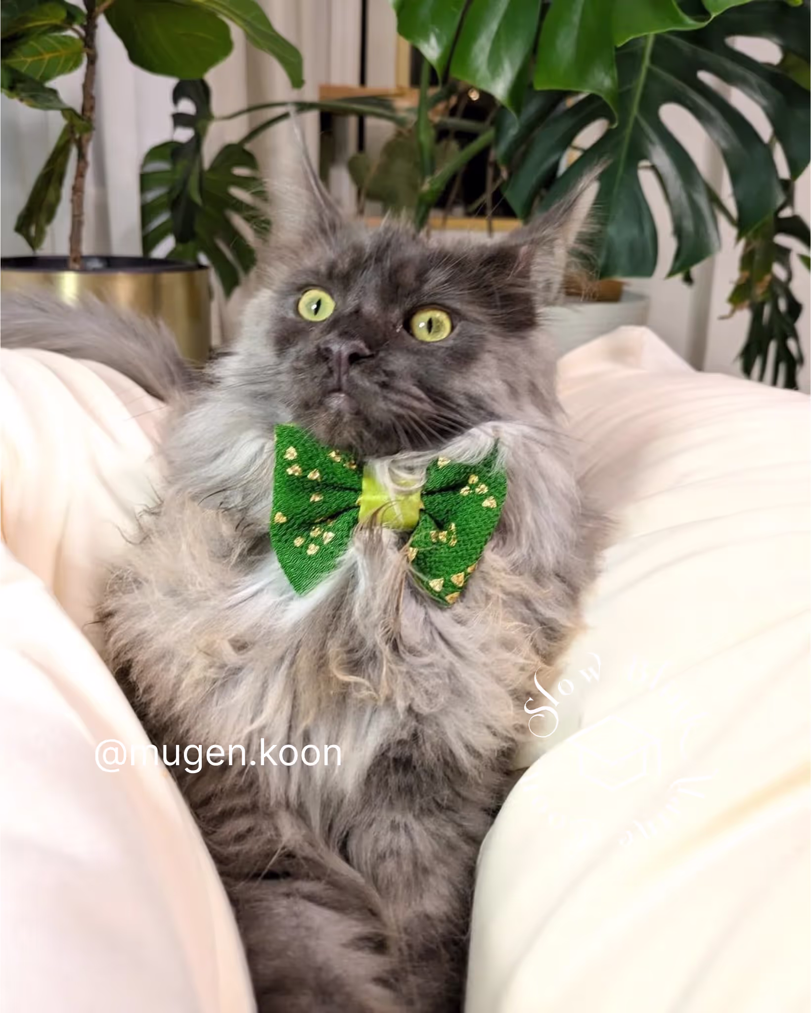 Customer Pictures of their Maine Coon Cats and Kittens who "Graduated" from SlowBlink MaineCoons > mugen.koon | blue smoke maine coon | male | ems code mco as | idx33