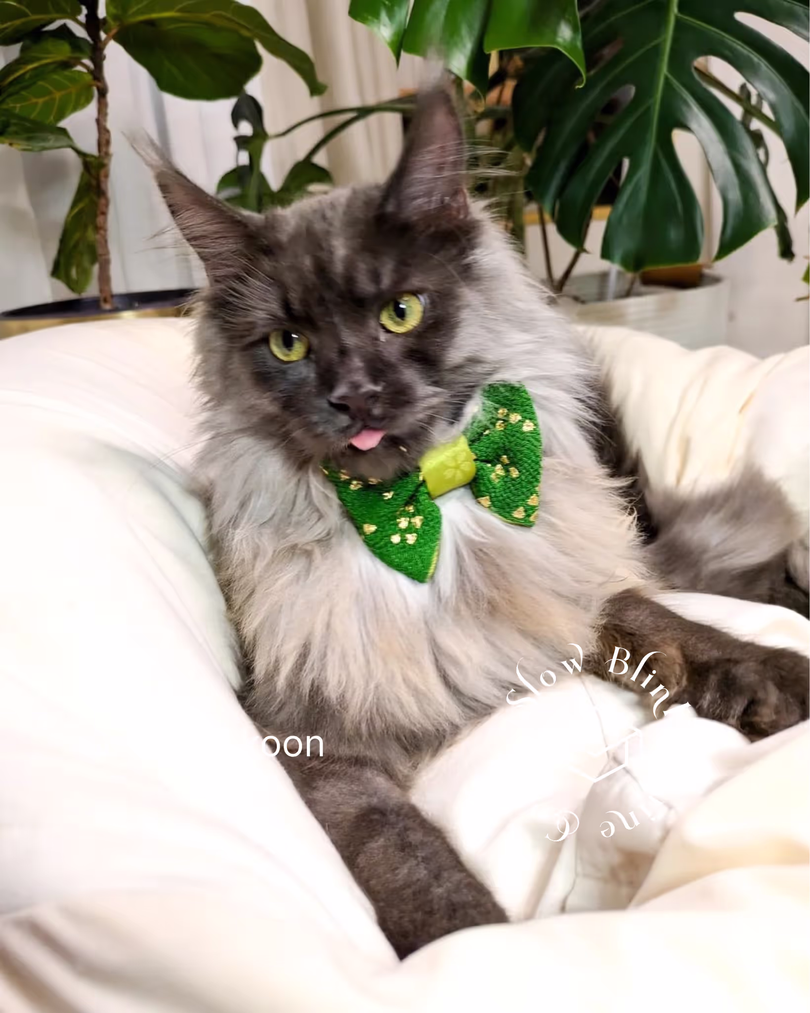 Customer Pictures of their Maine Coon Cats and Kittens who "Graduated" from SlowBlink MaineCoons > mugen.koon | blue smoke maine coon | male | ems code mco as | idx34