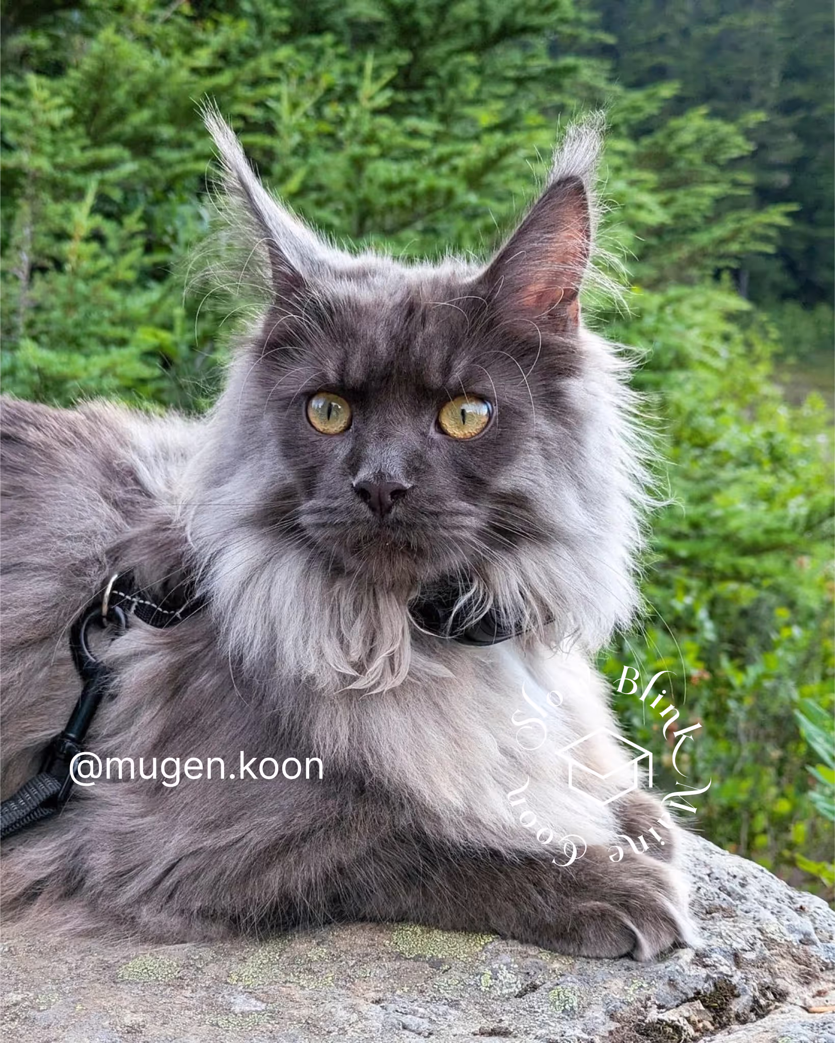 Customer Pictures of their Maine Coon Cats and Kittens who "Graduated" from SlowBlink MaineCoons > mugen.koon | blue smoke maine coon | male | ems code mco as | idx35