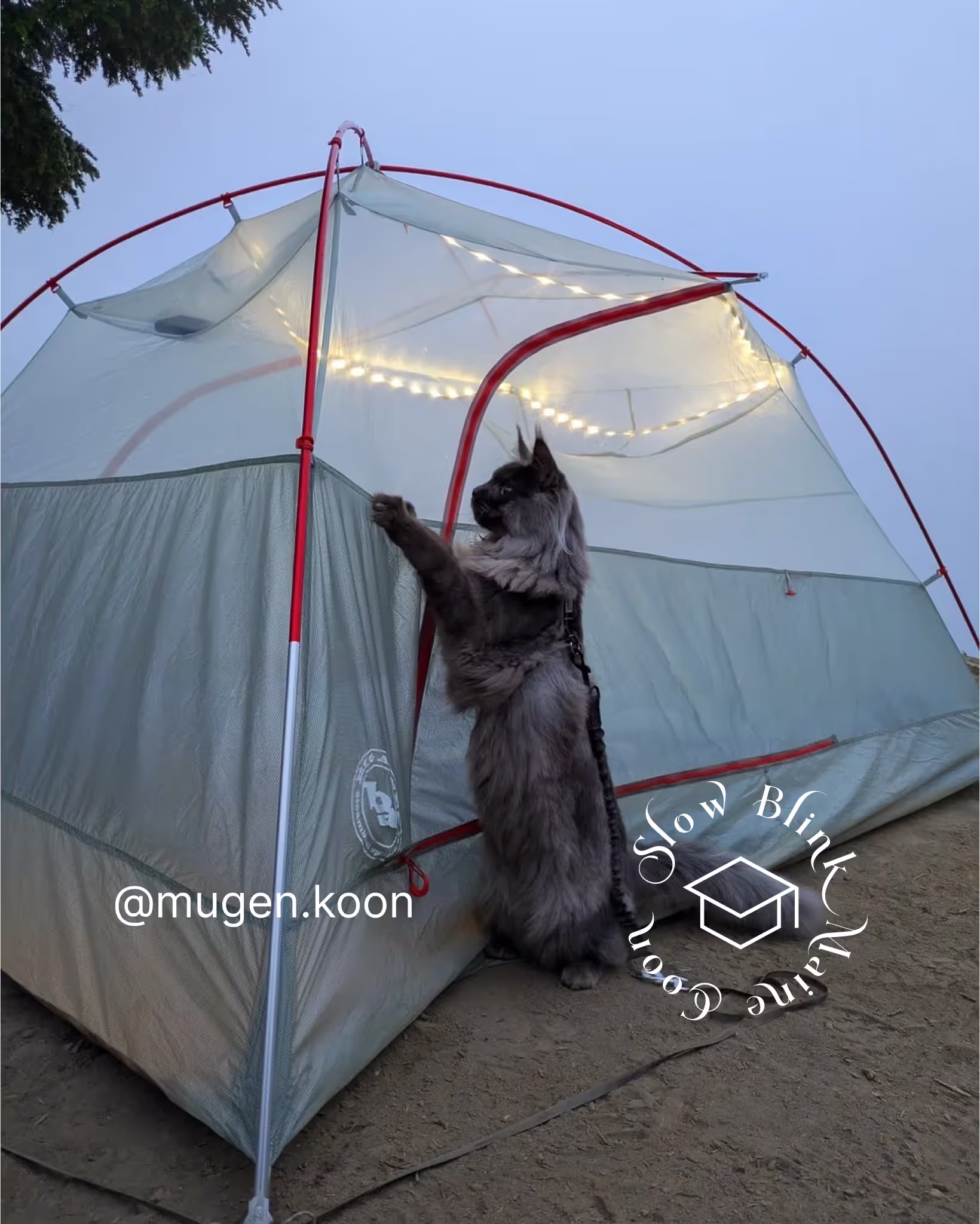 Customer Pictures of their Maine Coon Cats and Kittens who "Graduated" from SlowBlink MaineCoons > mugen.koon | blue smoke maine coon | male | ems code mco as | idx36