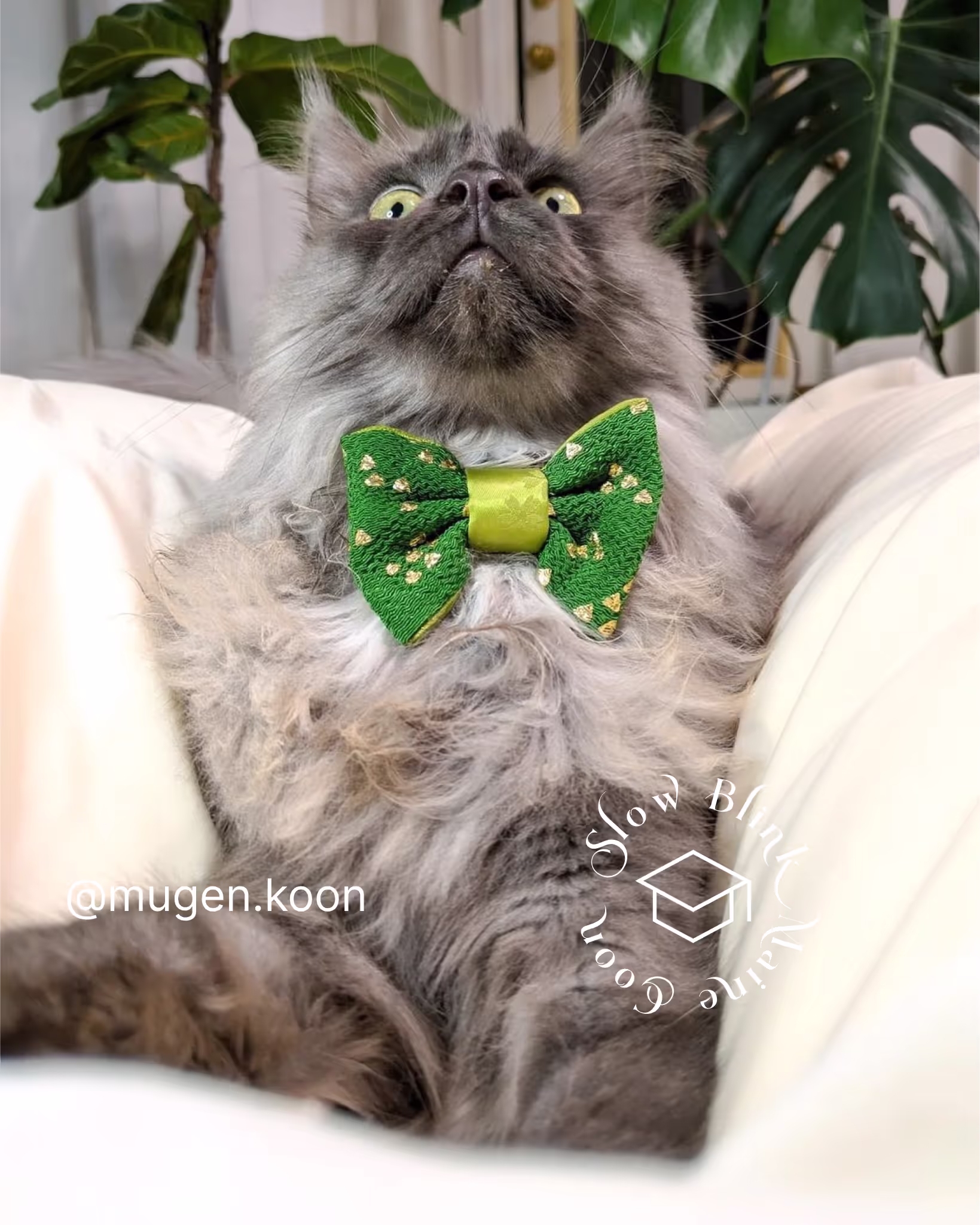 Customer Pictures of their Maine Coon Cats and Kittens who "Graduated" from SlowBlink MaineCoons > mugen.koon | blue smoke maine coon | male | ems code mco as | idx37