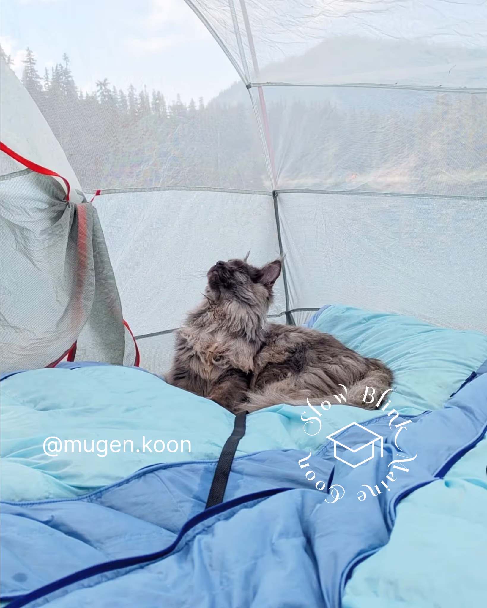 Customer Pictures of their Maine Coon Cats and Kittens who "Graduated" from SlowBlink MaineCoons > mugen.koon | blue smoke maine coon | male | ems code mco as | idx38