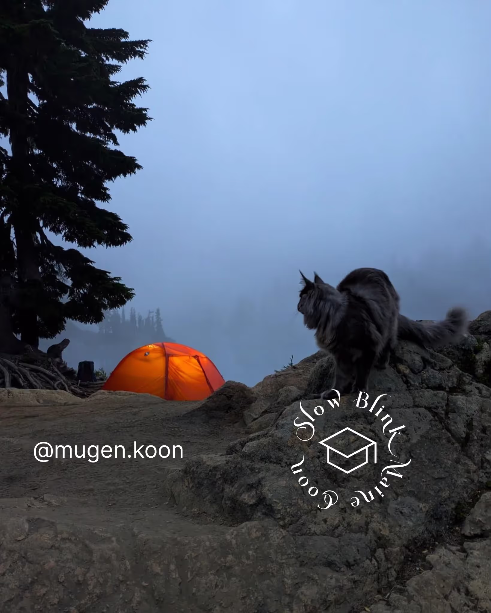 Customer Pictures of their Maine Coon Cats and Kittens who "Graduated" from SlowBlink MaineCoons > mugen.koon | blue smoke maine coon | male | ems code mco as | idx39
