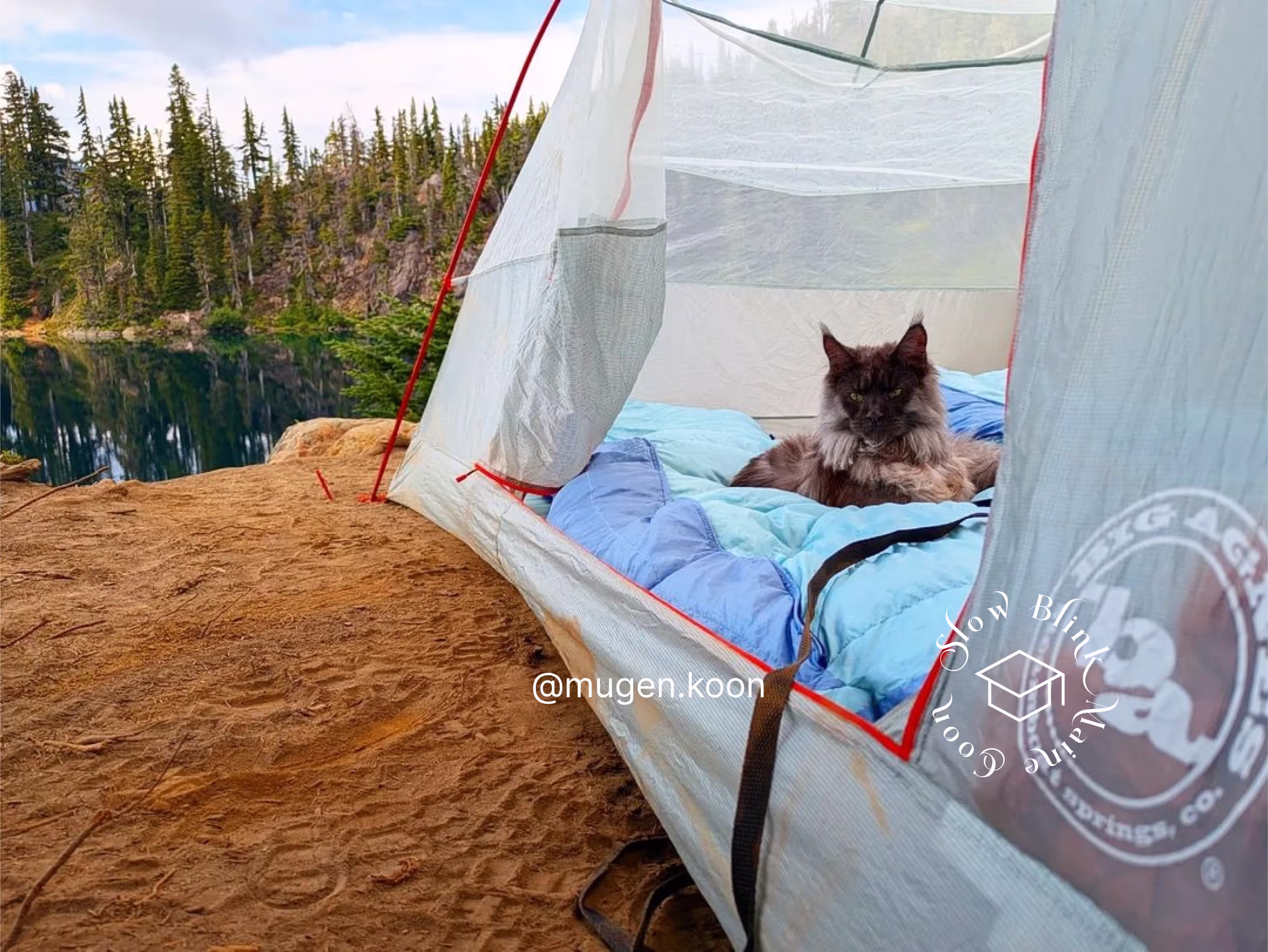 Customer Pictures of their Maine Coon Cats and Kittens who "Graduated" from SlowBlink MaineCoons > mugen.koon | blue smoke maine coon | male | ems code mco as | idx40