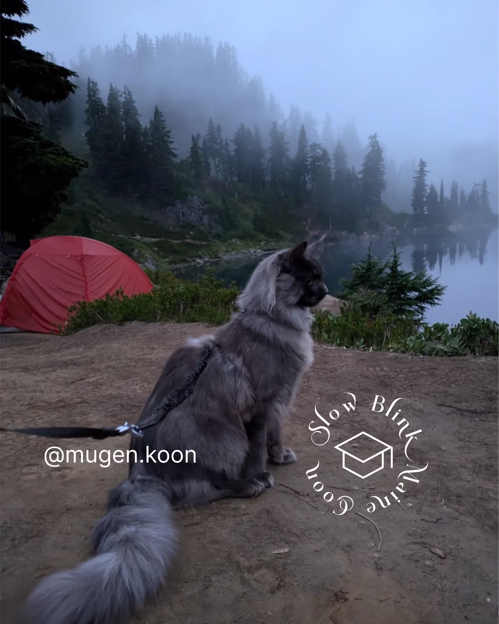 Customer Pictures of their Maine Coon Cats and Kittens who "Graduated" from SlowBlink MaineCoons > mugen.koon | blue smoke maine coon | male | ems code mco as | idx42