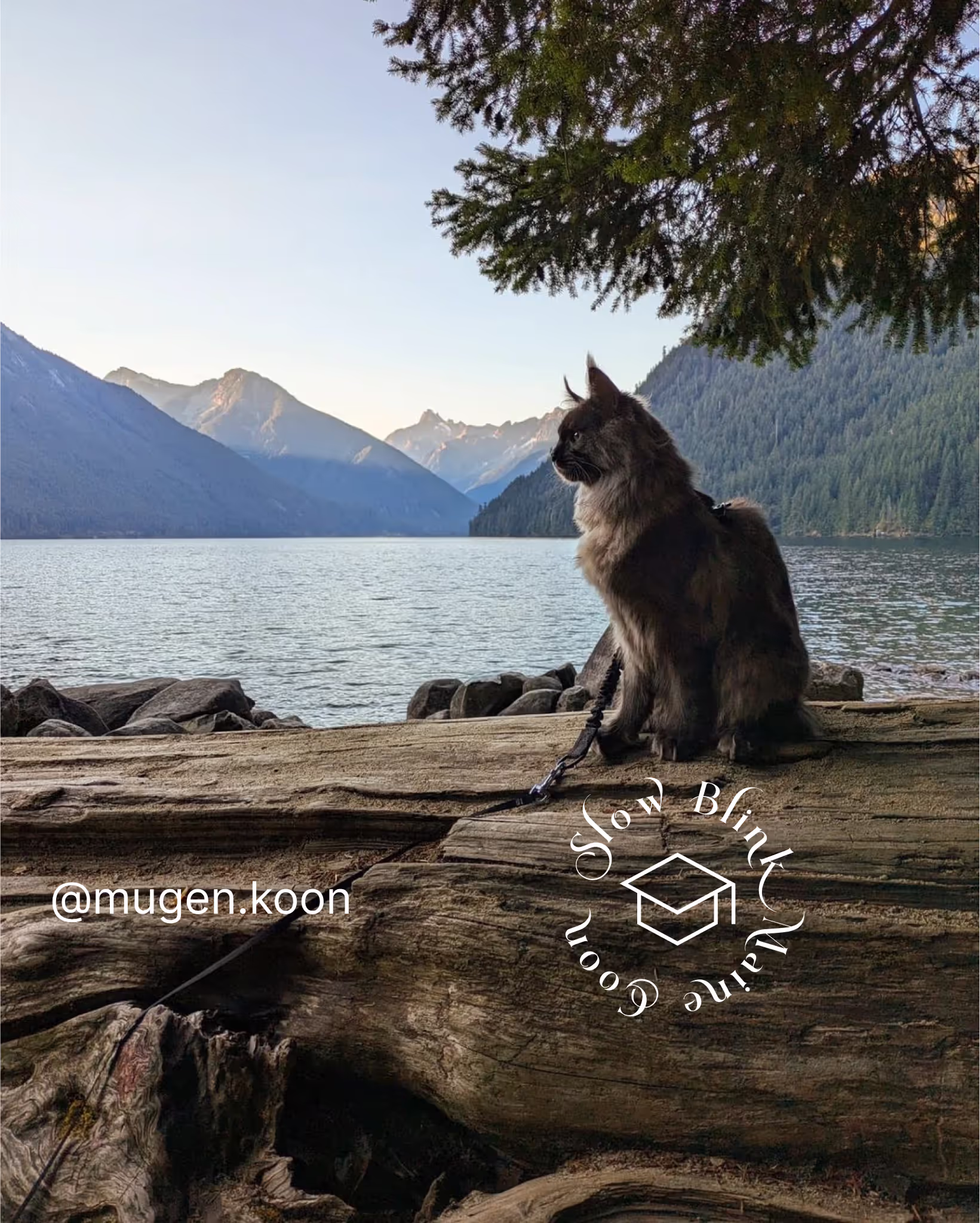 Customer Pictures of their Maine Coon Cats and Kittens who "Graduated" from SlowBlink MaineCoons > mugen.koon | blue smoke maine coon | male | ems code mco as | idx43