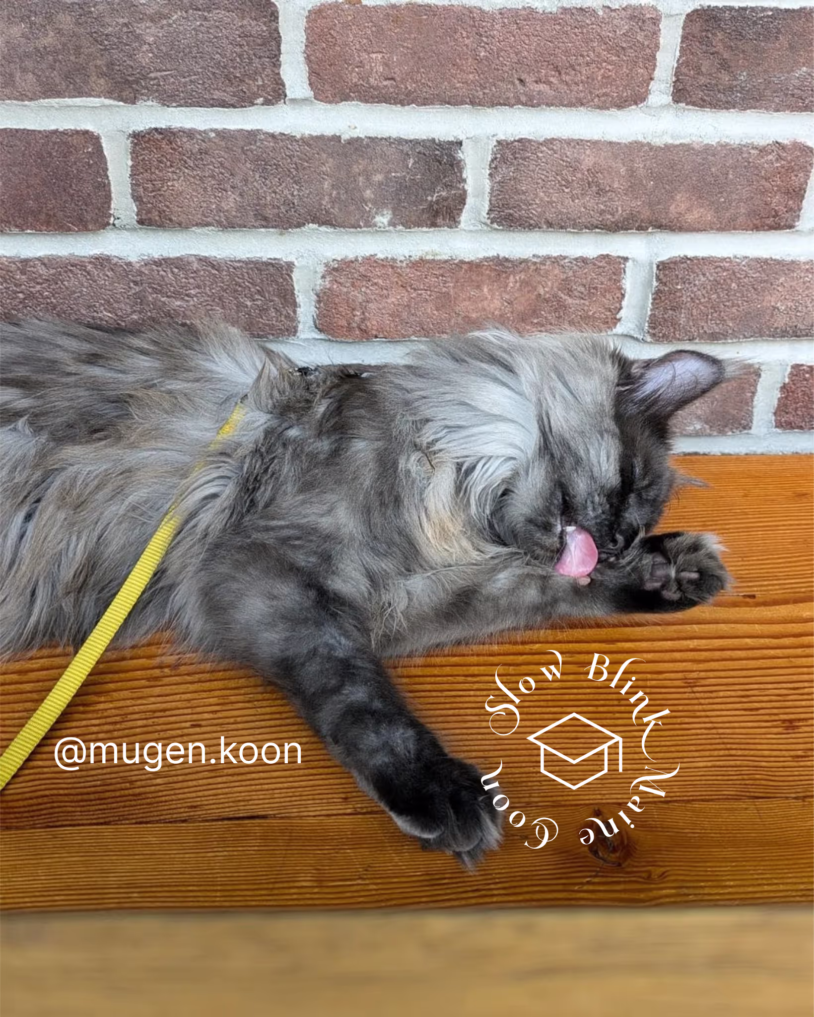 Customer Pictures of their Maine Coon Cats and Kittens who "Graduated" from SlowBlink MaineCoons > mugen.koon | blue smoke maine coon | male | ems code mco as | idx44