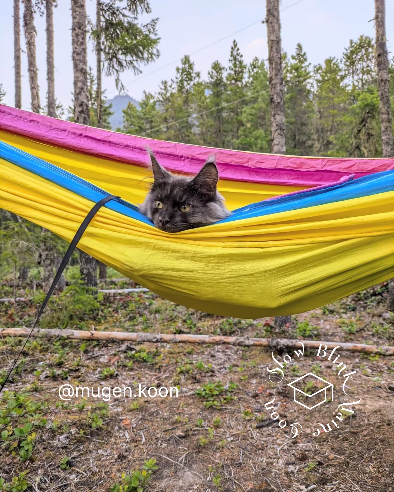 Customer Pictures of their Maine Coon Cats and Kittens who "Graduated" from SlowBlink MaineCoons > mugen.koon | blue smoke maine coon | male | ems code mco as | idx45