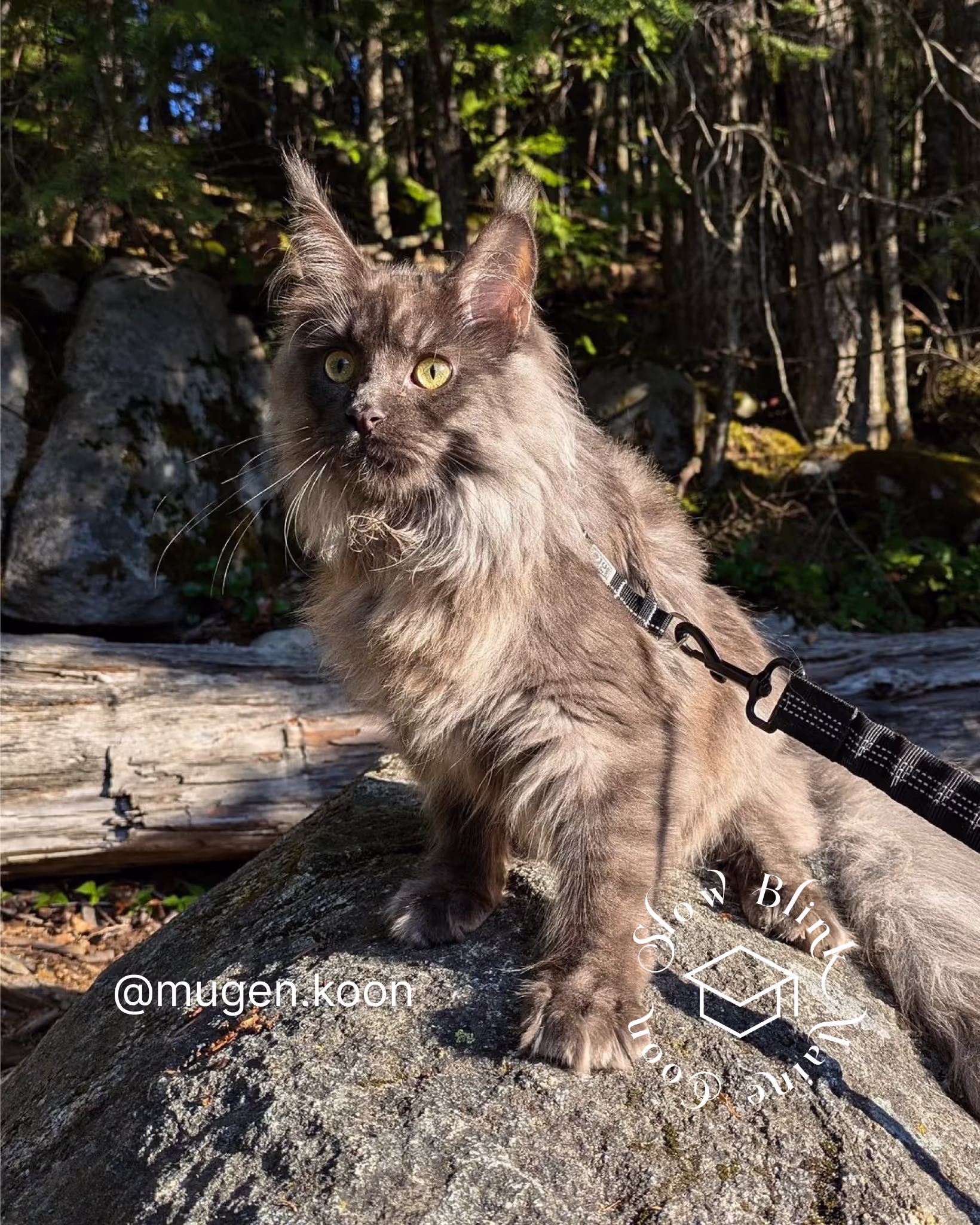 Customer Pictures of their Maine Coon Cats and Kittens who "Graduated" from SlowBlink MaineCoons > mugen.koon | blue smoke maine coon | male | ems code mco as | idx46