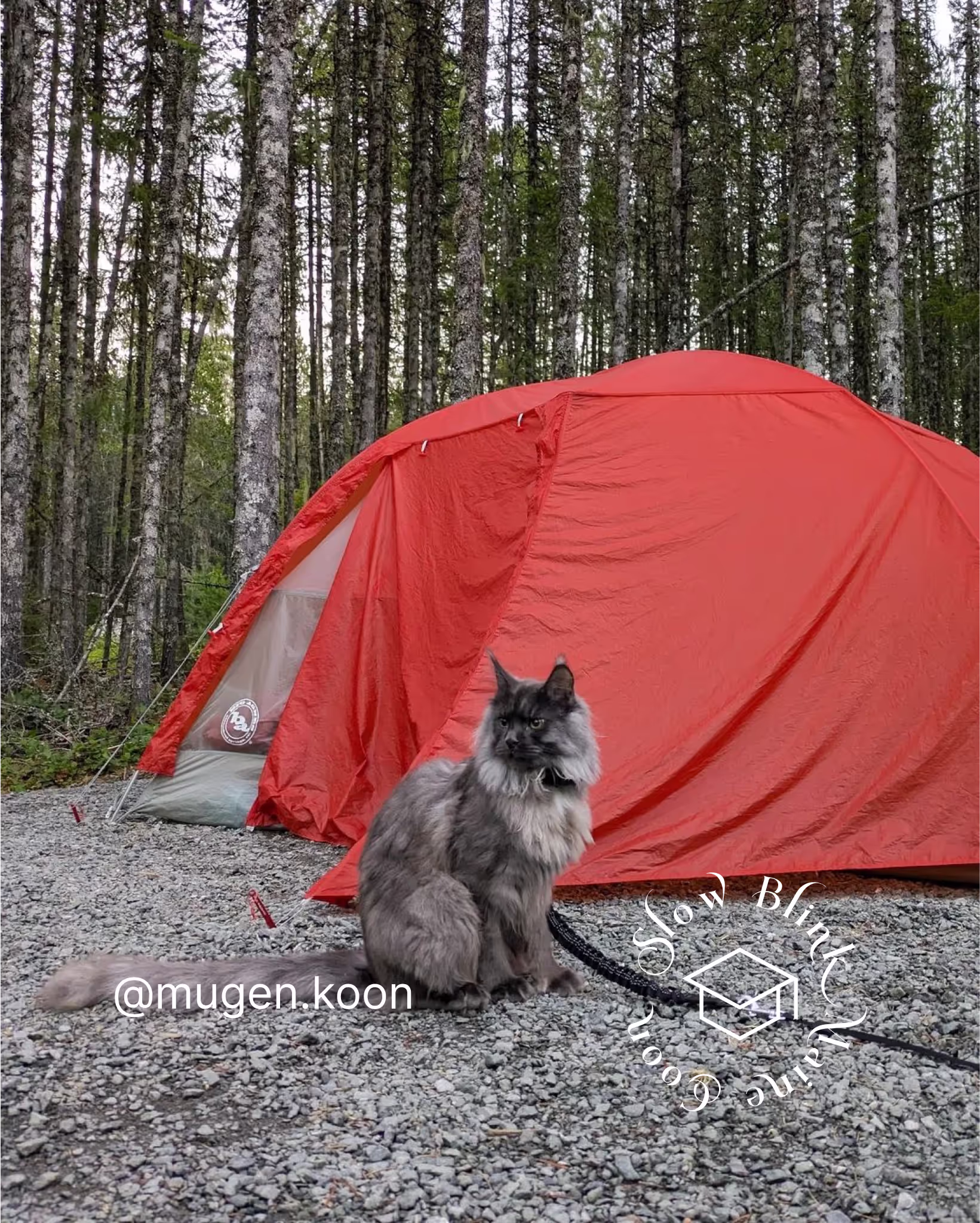 Customer Pictures of their Maine Coon Cats and Kittens who "Graduated" from SlowBlink MaineCoons > mugen.koon | blue smoke maine coon | male | ems code mco as | idx47