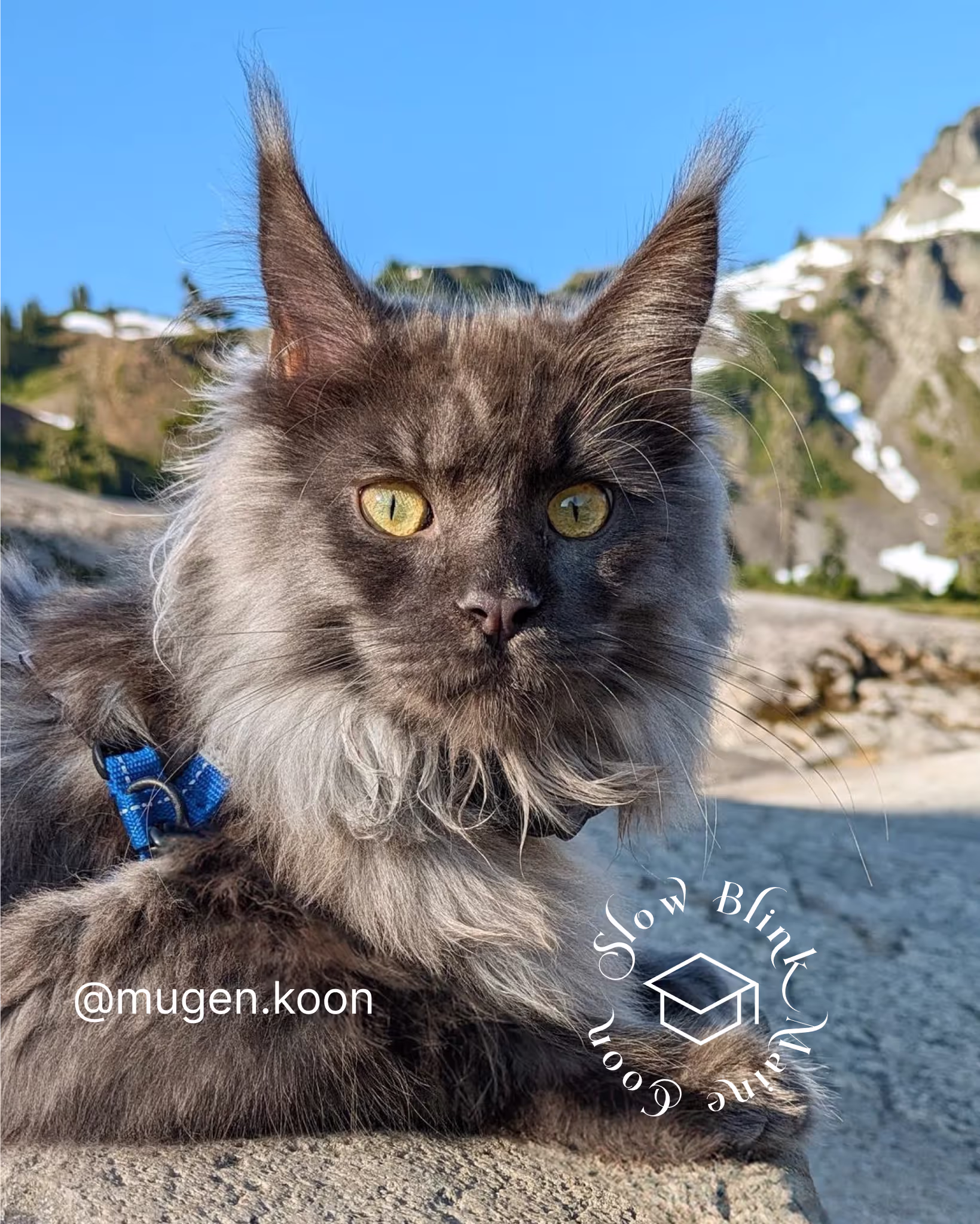Customer Pictures of their Maine Coon Cats and Kittens who "Graduated" from SlowBlink MaineCoons > mugen.koon | blue smoke maine coon | male | ems code mco as | idx48