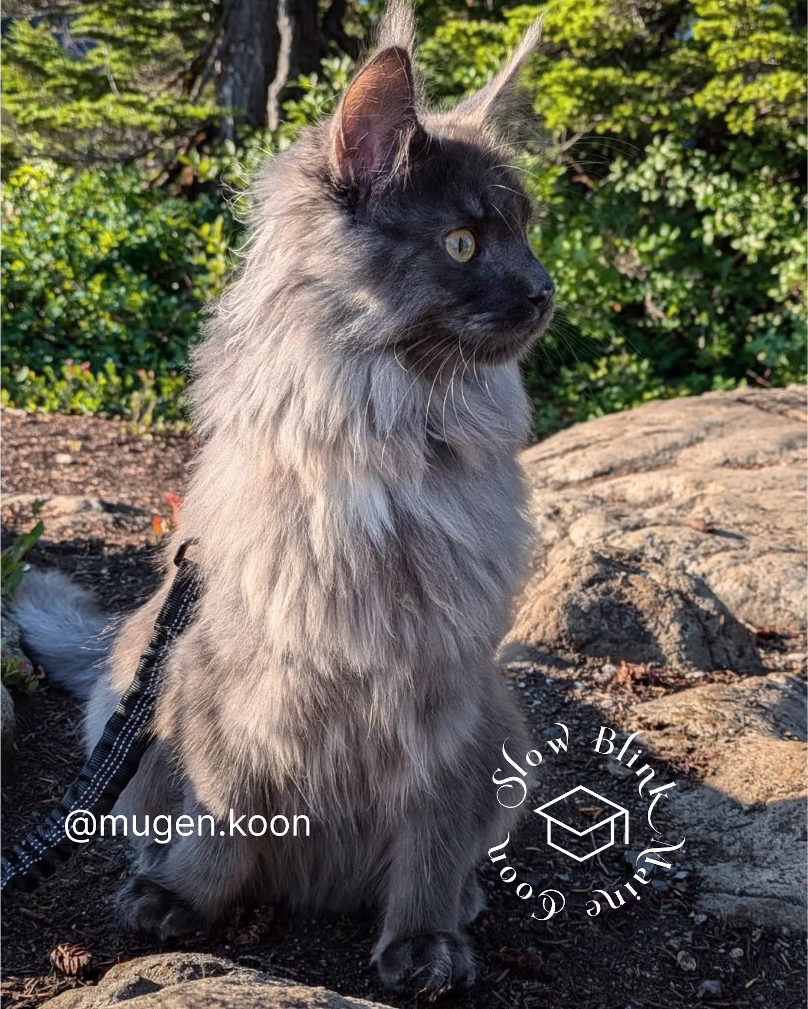 Customer Pictures of their Maine Coon Cats and Kittens who "Graduated" from SlowBlink MaineCoons > mugen.koon | blue smoke maine coon | male | ems code mco as | idx49