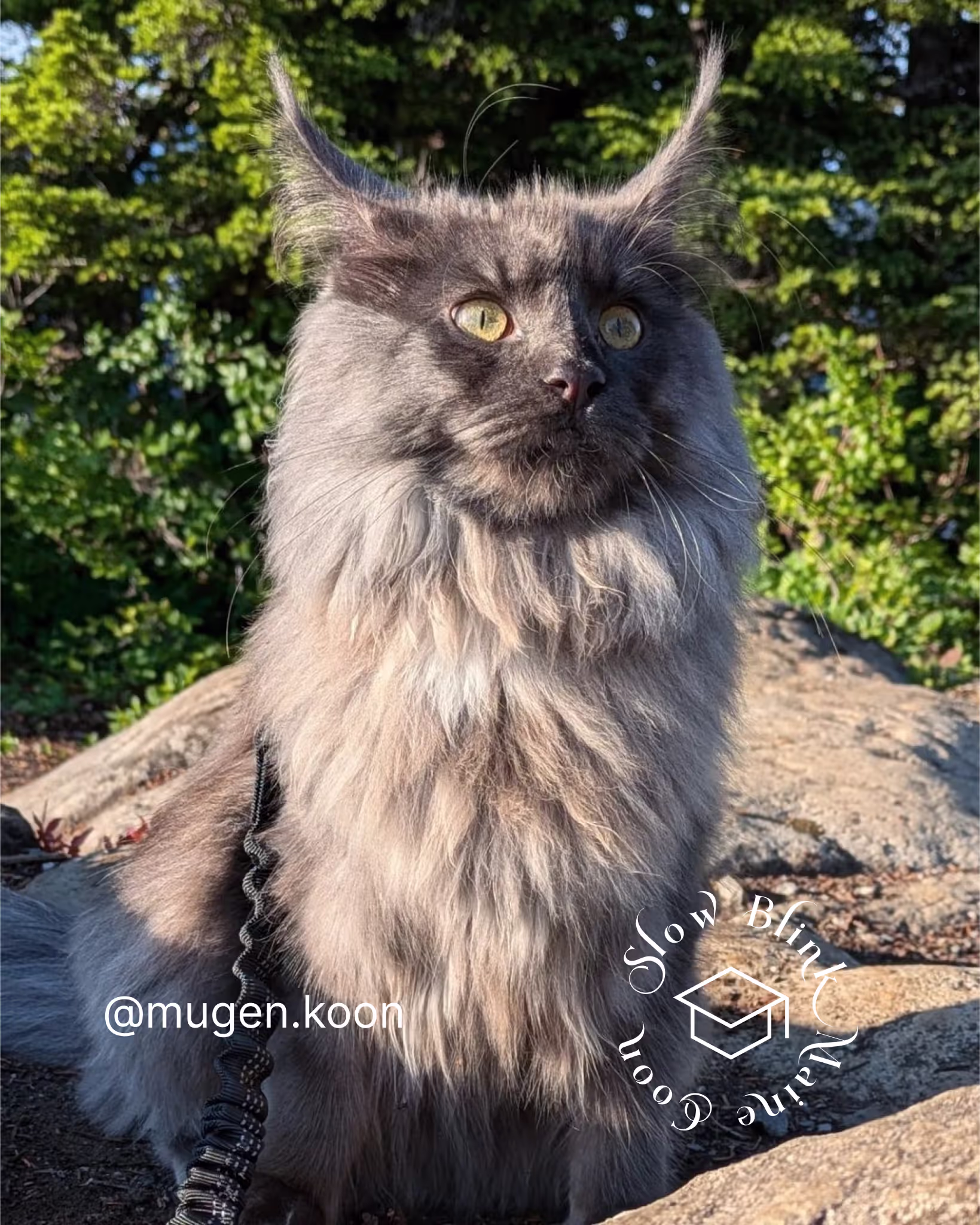 Customer Pictures of their Maine Coon Cats and Kittens who "Graduated" from SlowBlink MaineCoons > mugen.koon | blue smoke maine coon | male | ems code mco as | idx50