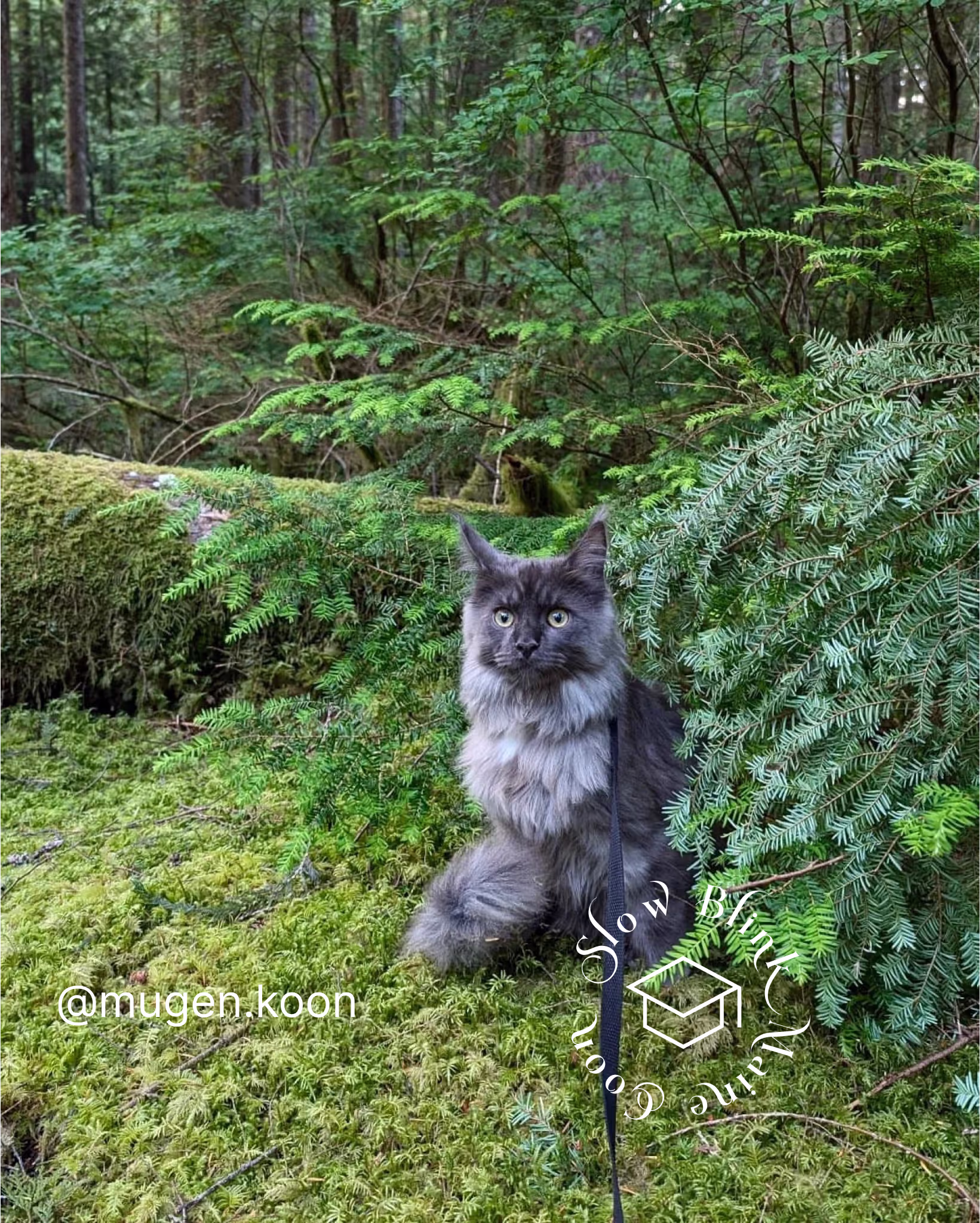 Customer Pictures of their Maine Coon Cats and Kittens who "Graduated" from SlowBlink MaineCoons > mugen.koon | blue smoke maine coon | male | ems code mco as | idx52