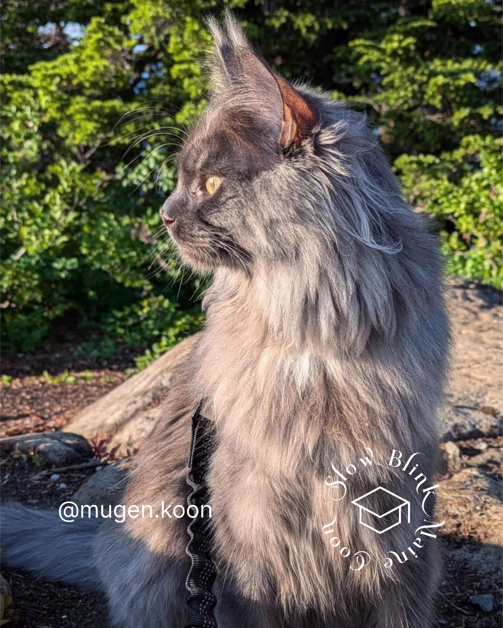 Customer Pictures of their Maine Coon Cats and Kittens who "Graduated" from SlowBlink MaineCoons > mugen.koon | blue smoke maine coon | male | ems code mco as | idx53