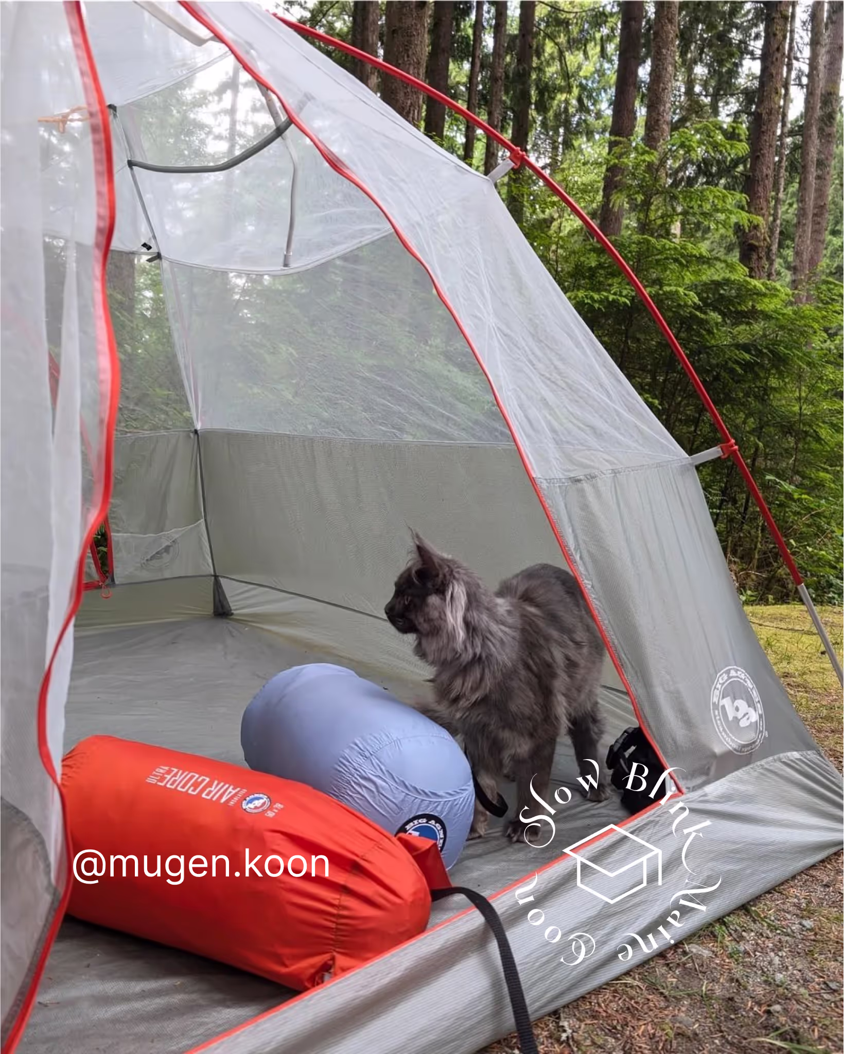 Customer Pictures of their Maine Coon Cats and Kittens who "Graduated" from SlowBlink MaineCoons > mugen.koon | blue smoke maine coon | male | ems code mco as | idx54