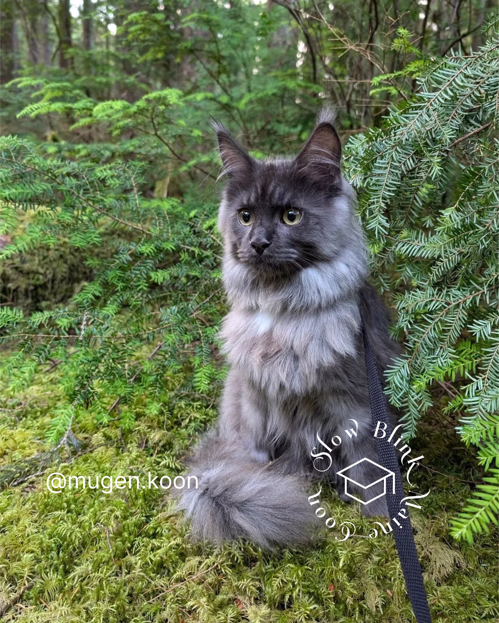 Customer Pictures of their Maine Coon Cats and Kittens who "Graduated" from SlowBlink MaineCoons > mugen.koon | blue smoke maine coon | male | ems code mco as | idx56